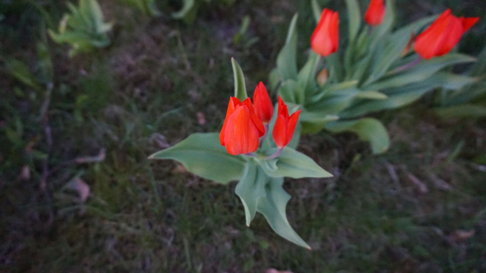 Sony Alpha a5000 (ILCE 5000) sample photo. Bush, flowers, garden, leaves photography