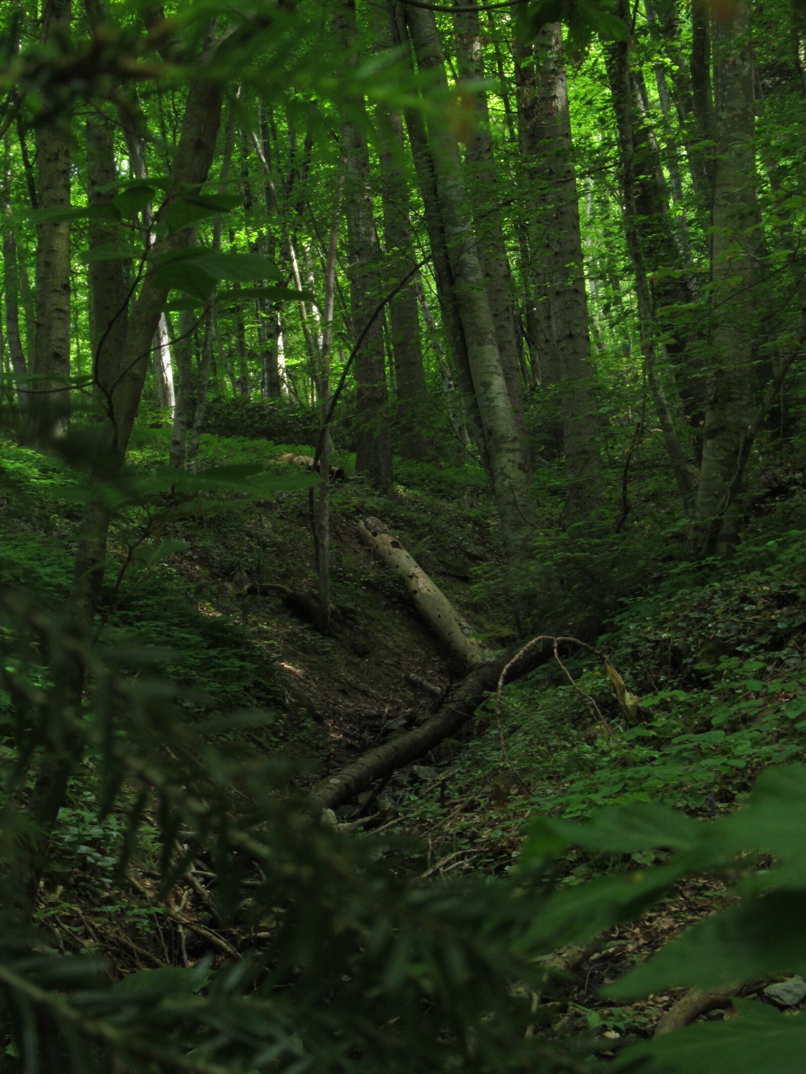 Canon PowerShot SX130 IS sample photo. Forest, green, natural photography