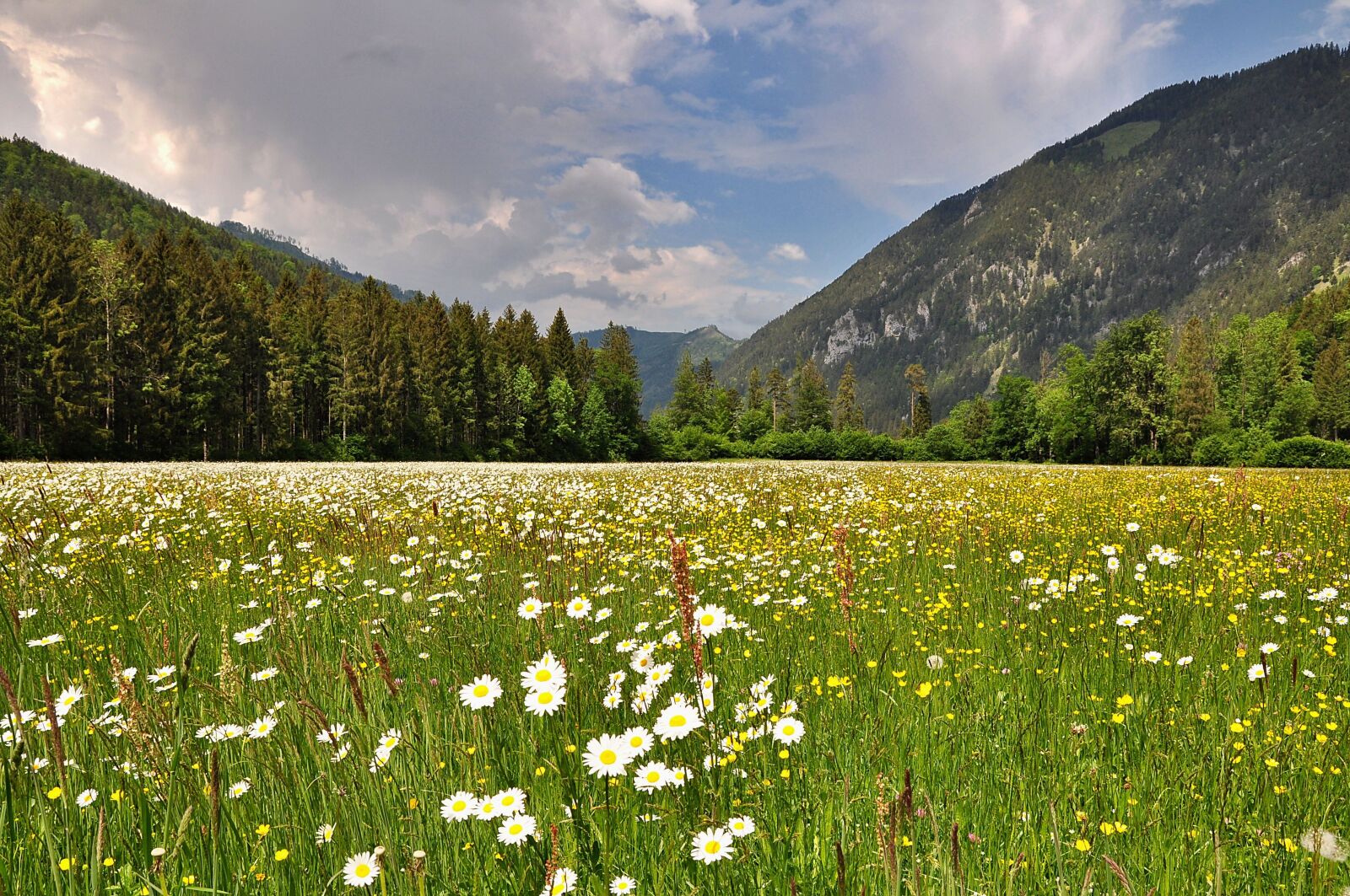Nikon D90 sample photo. Nature, landscape, spring photography