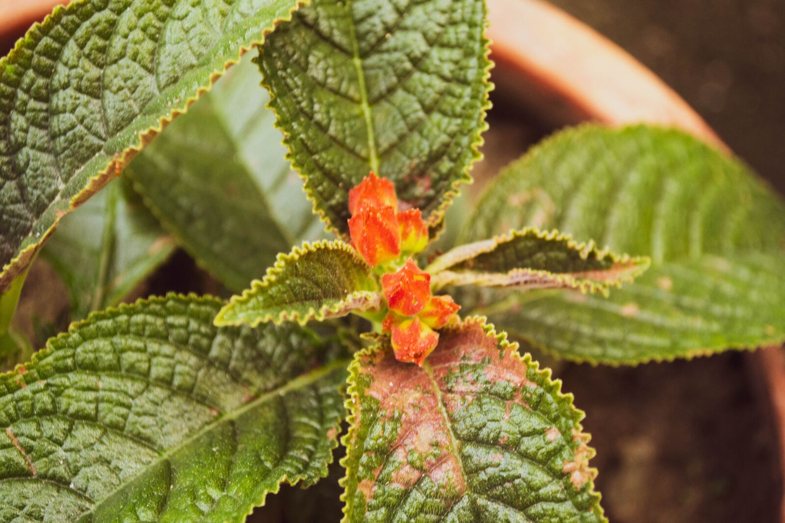 Nikon D3100 sample photo. Garden, nature, spring photography