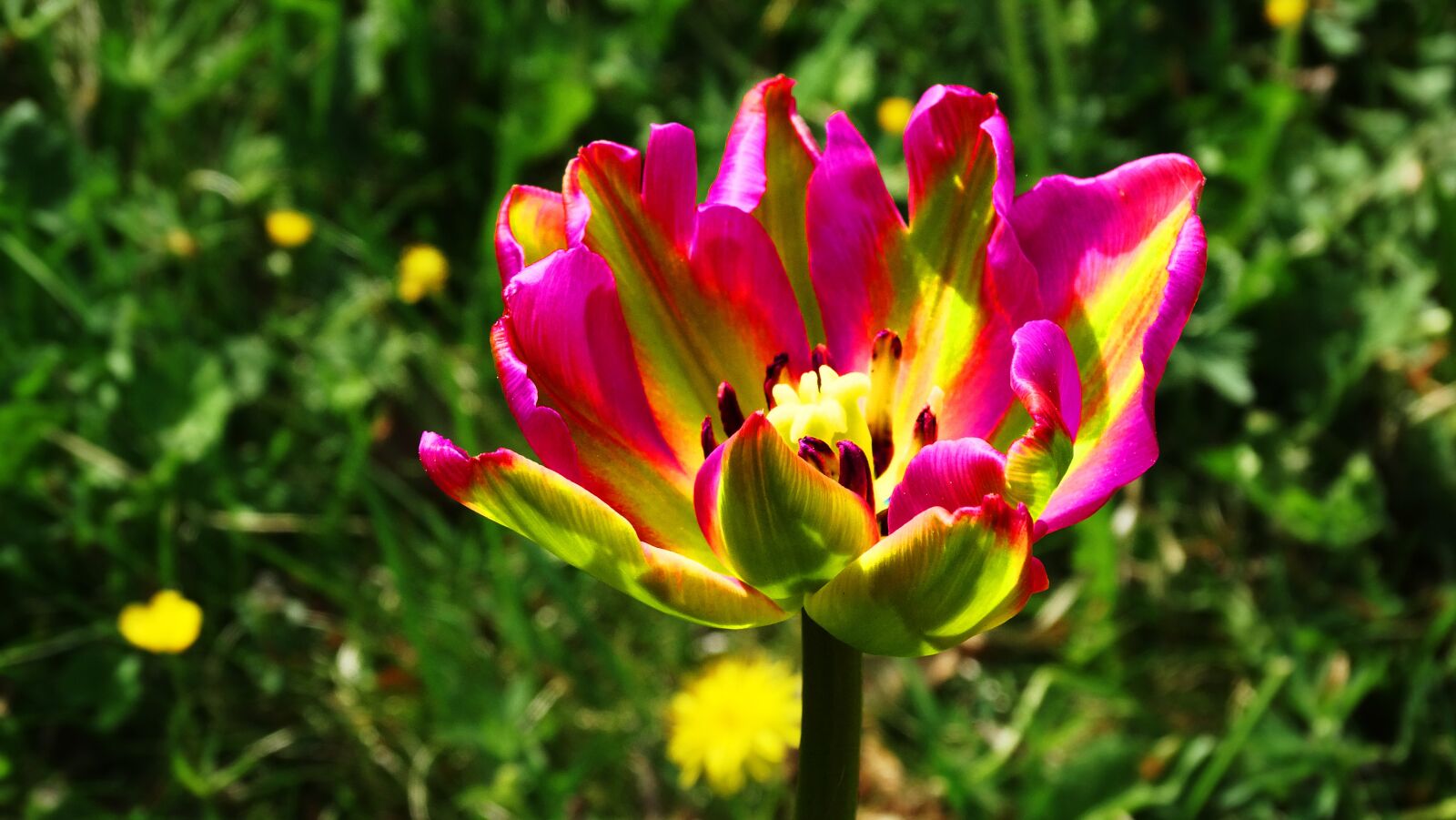 Sony Cyber-shot DSC-HX300 sample photo. Flower, pink, beautiful photography