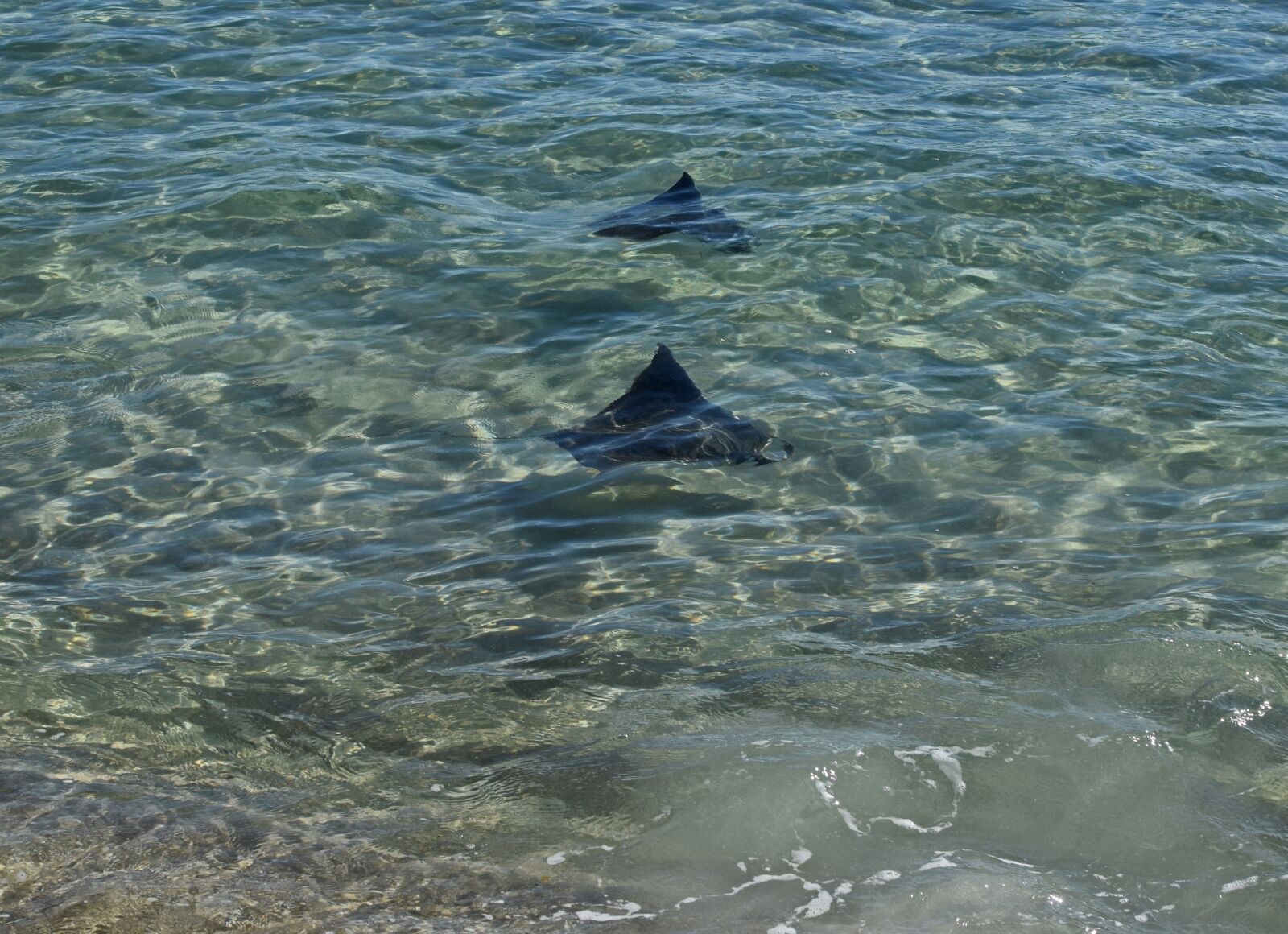 Nikon D3300 sample photo. Stingray, fish, migration photography