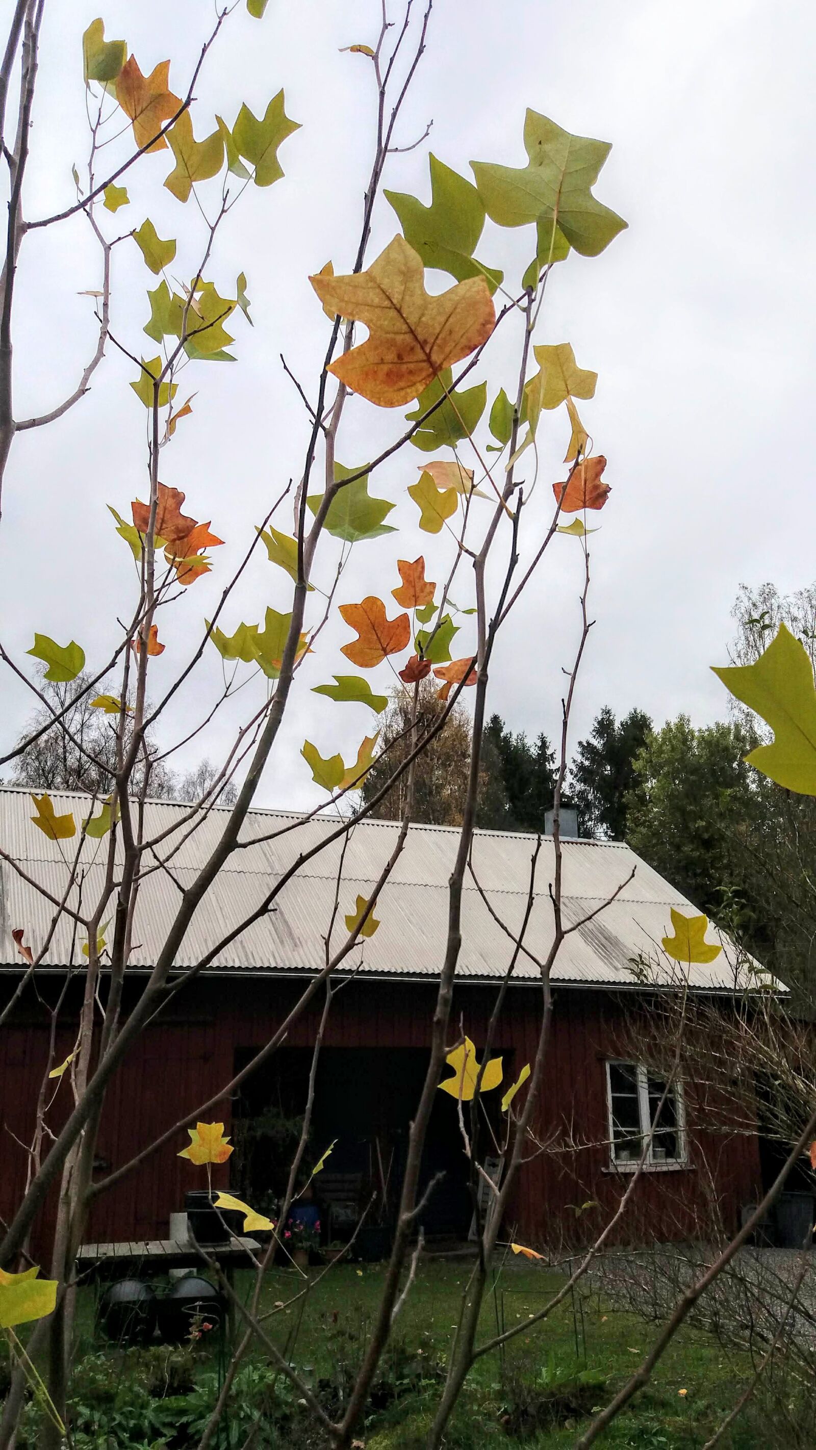 Samsung SM-J500FN sample photo. Autumn, tulip trees, barn photography