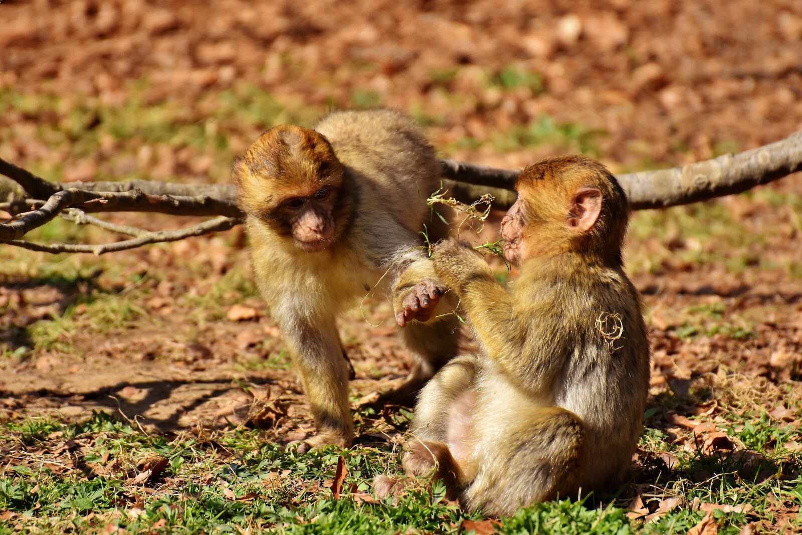 Nikon D7200 sample photo. Berber monkeys, play, cute photography