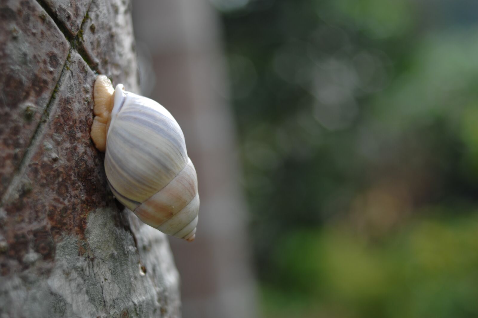 Nikon D2Xs sample photo. Snail, animal, shell photography