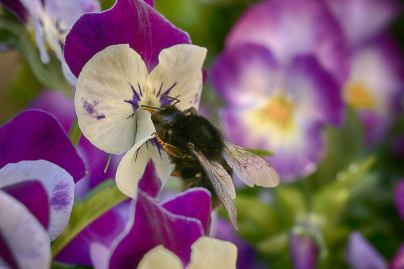 Canon EOS 7D Mark II + Canon EF 100mm F2.8L Macro IS USM sample photo. Bumblebee, pansy, nature photography