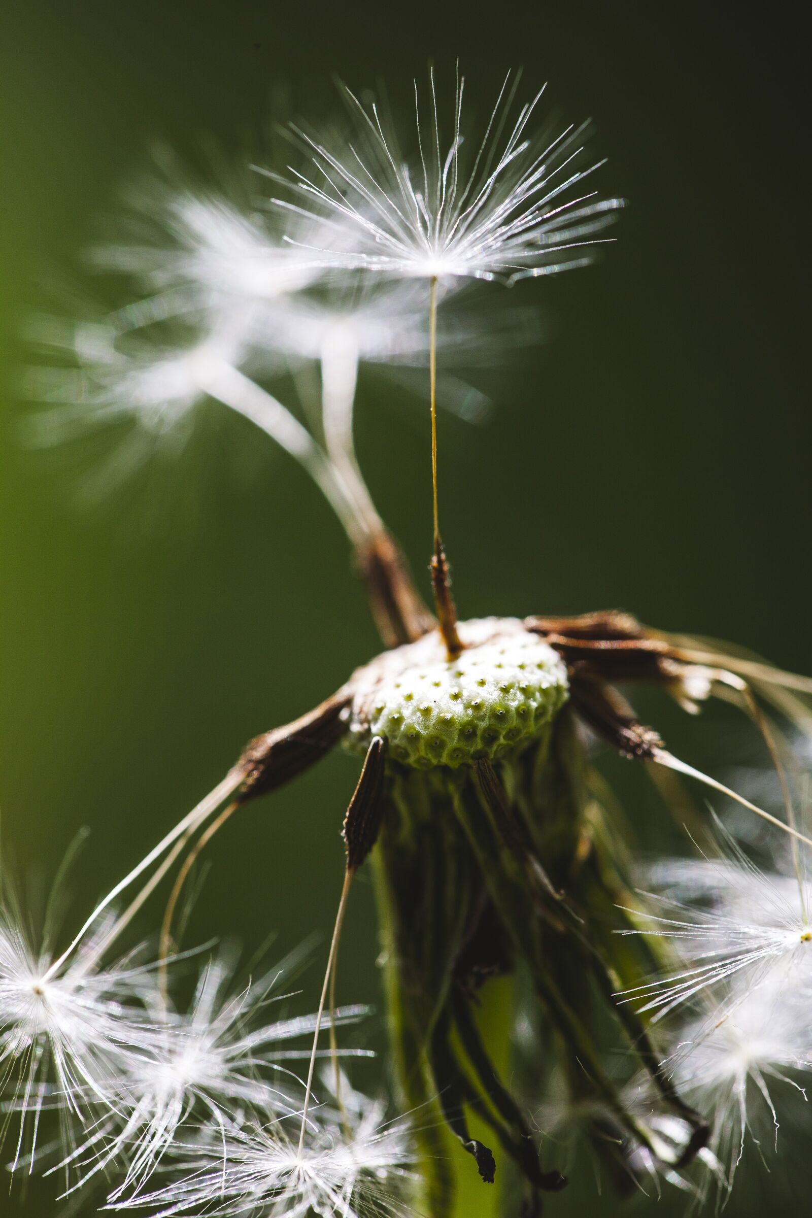 Canon EF 100mm F2.8L Macro IS USM sample photo. Taraxacum, dandelion, seeds photography