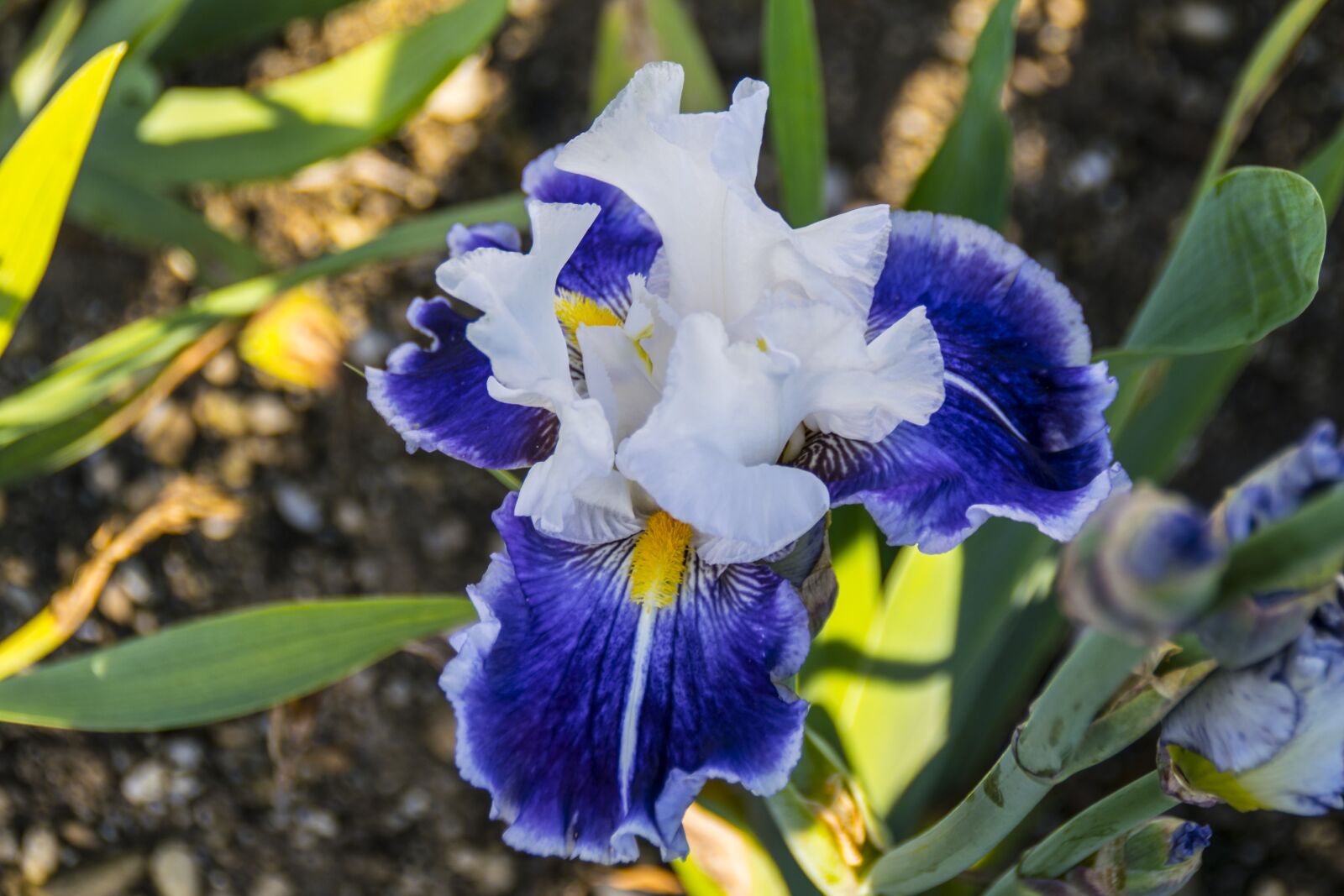 Nikon D5300 sample photo. Orchide, flower, blossom photography