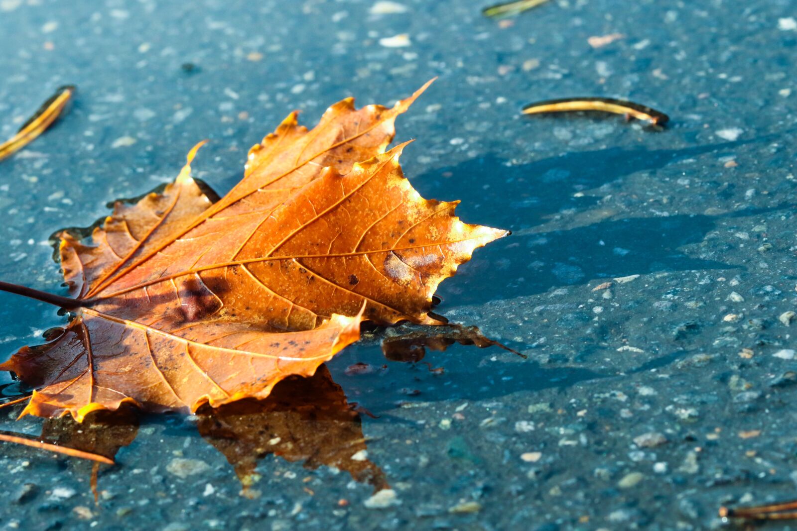 Canon EOS 7D Mark II sample photo. Leaf, autumn, puddle photography
