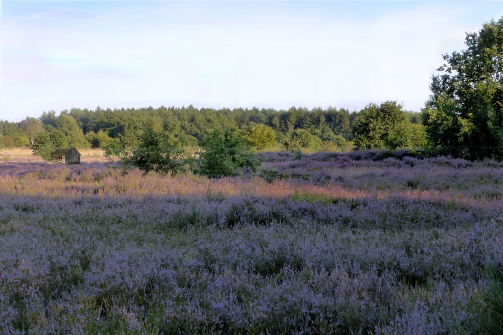 Panasonic Lumix DMC-FZ200 sample photo. Heathland, heather, erica ceae photography