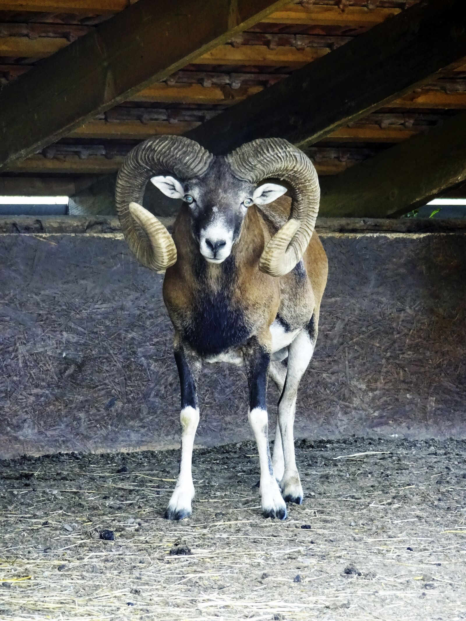 Sony Cyber-shot DSC-WX220 sample photo. Mouflon, animal, the zoo photography