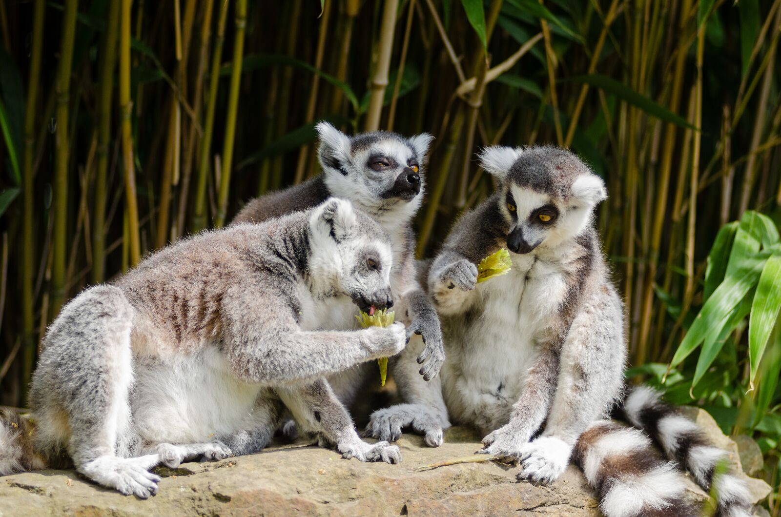 Nikon D7000 sample photo. Animal, bamboo, cute photography