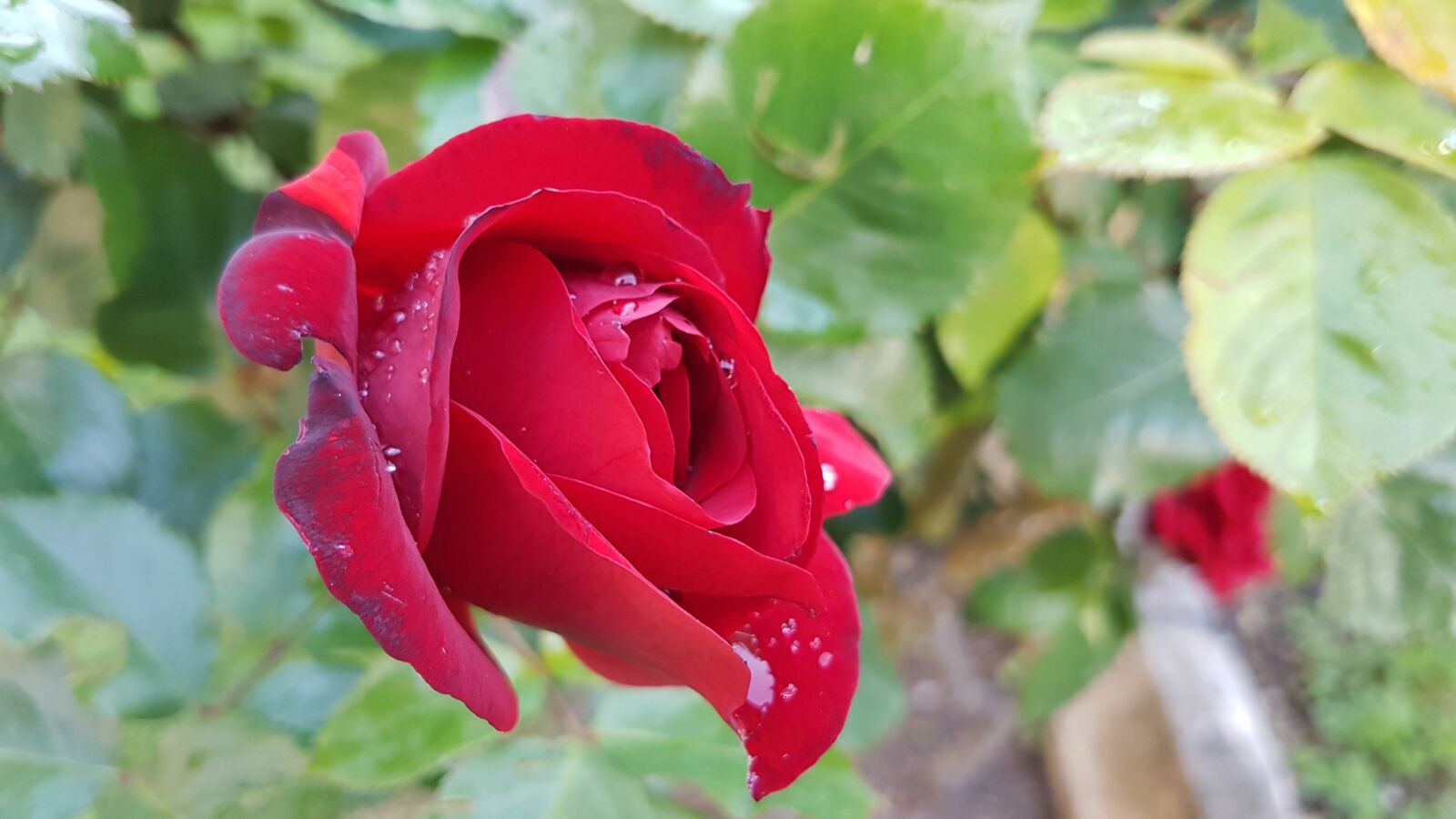 Samsung Galaxy S7 Edge sample photo. Rose, nature, flowers photography