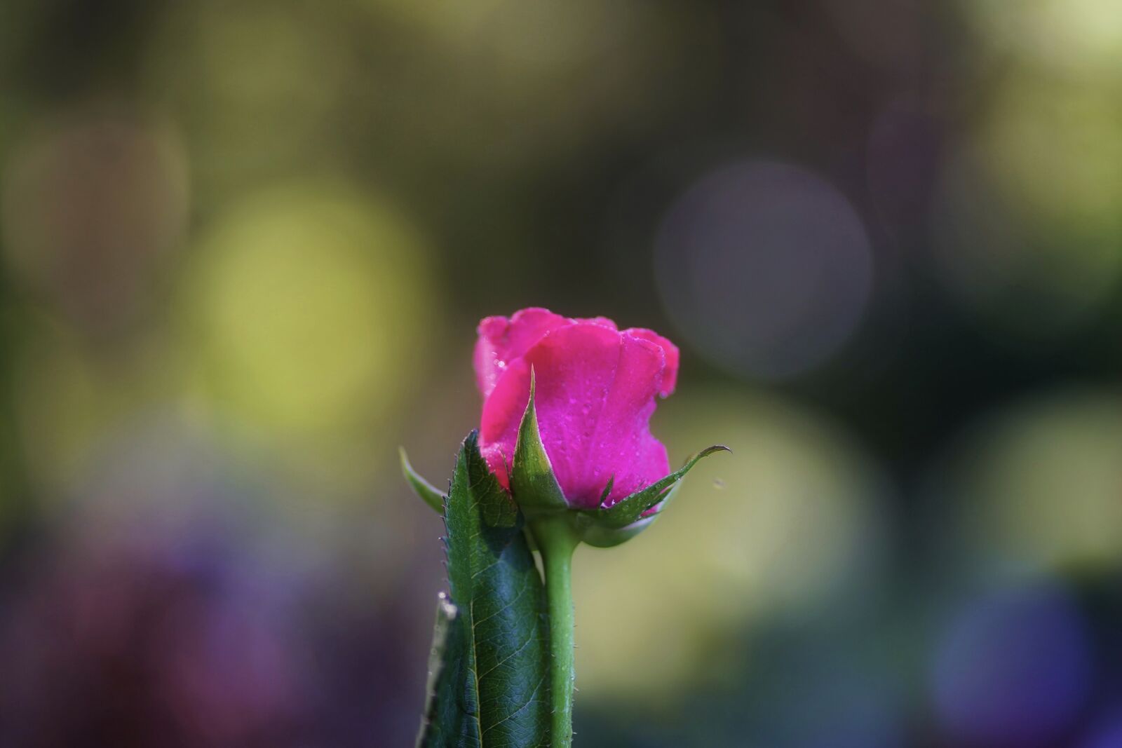 Sony FE 85mm F1.8 sample photo. Rose, bokeh, blossom photography