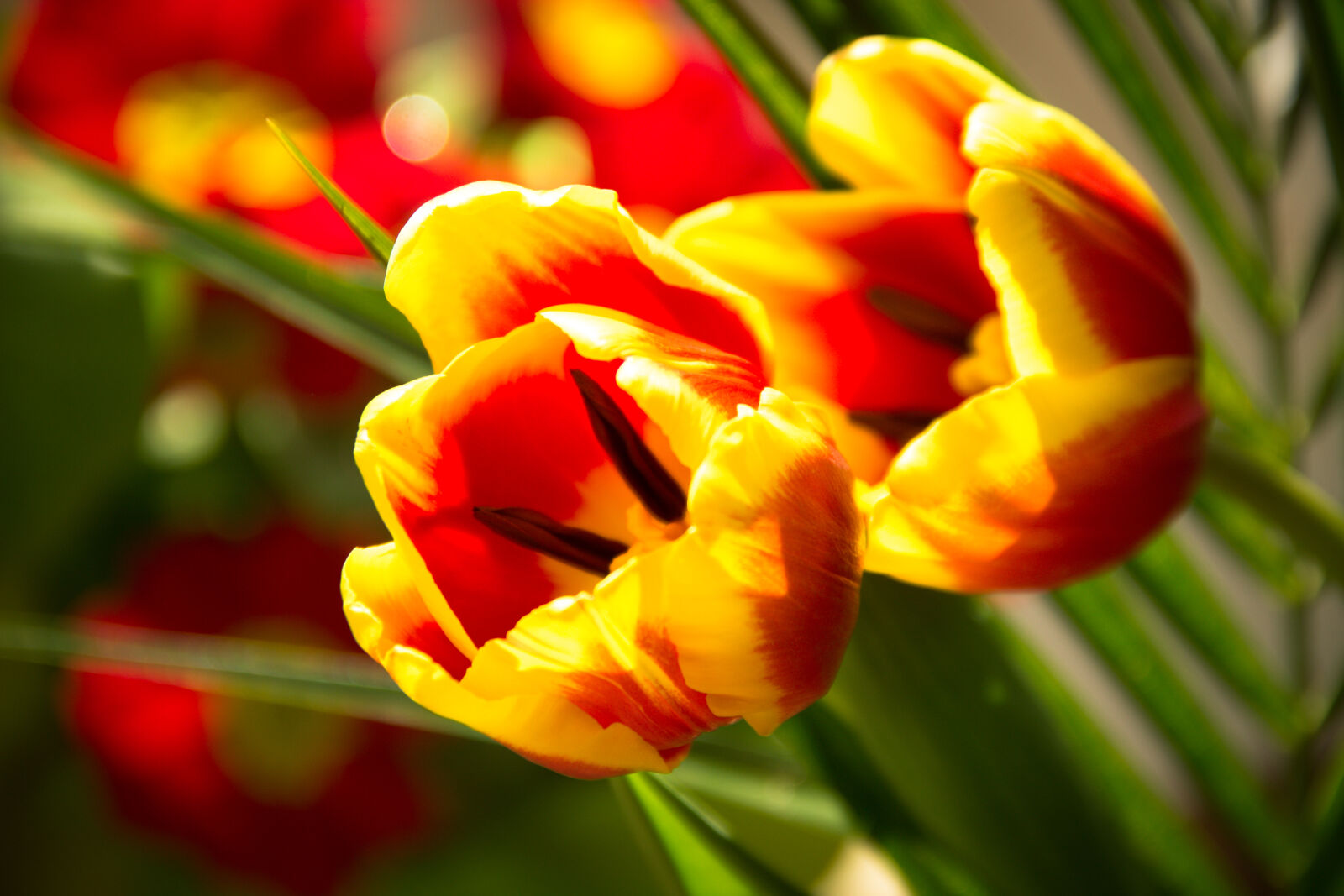 Canon EOS 600D (Rebel EOS T3i / EOS Kiss X5) sample photo. Red, and, yellow, flowers photography