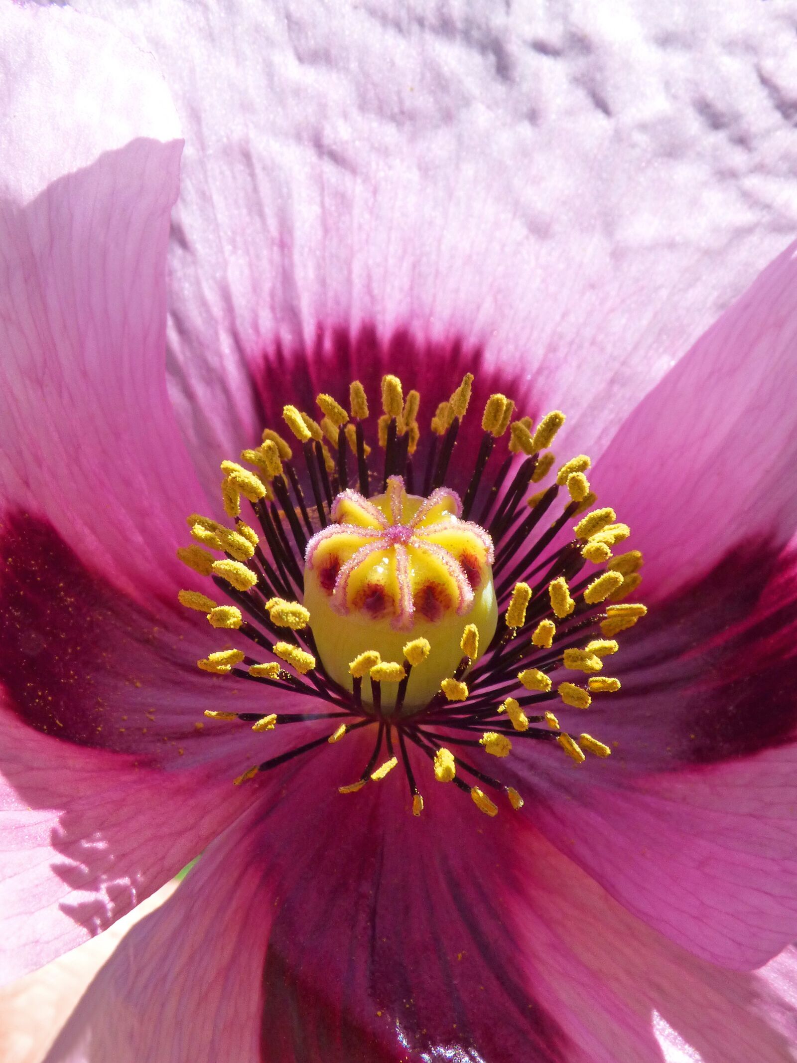 Panasonic Lumix DMC-FZ70 sample photo. Papaver somniferum, gravel, poppy photography