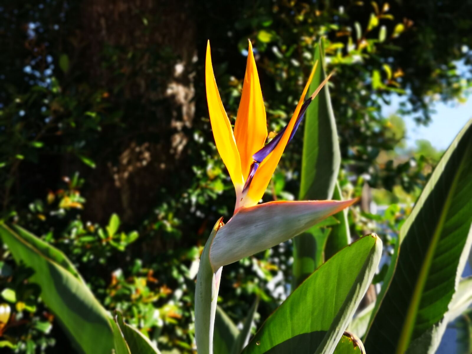 HUAWEI CLT-L29 sample photo. Flower, orange, garden photography