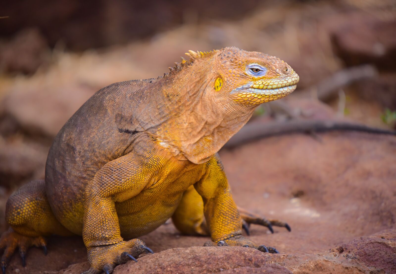 Nikon D750 sample photo. Galapogas, iguana, cruise photography