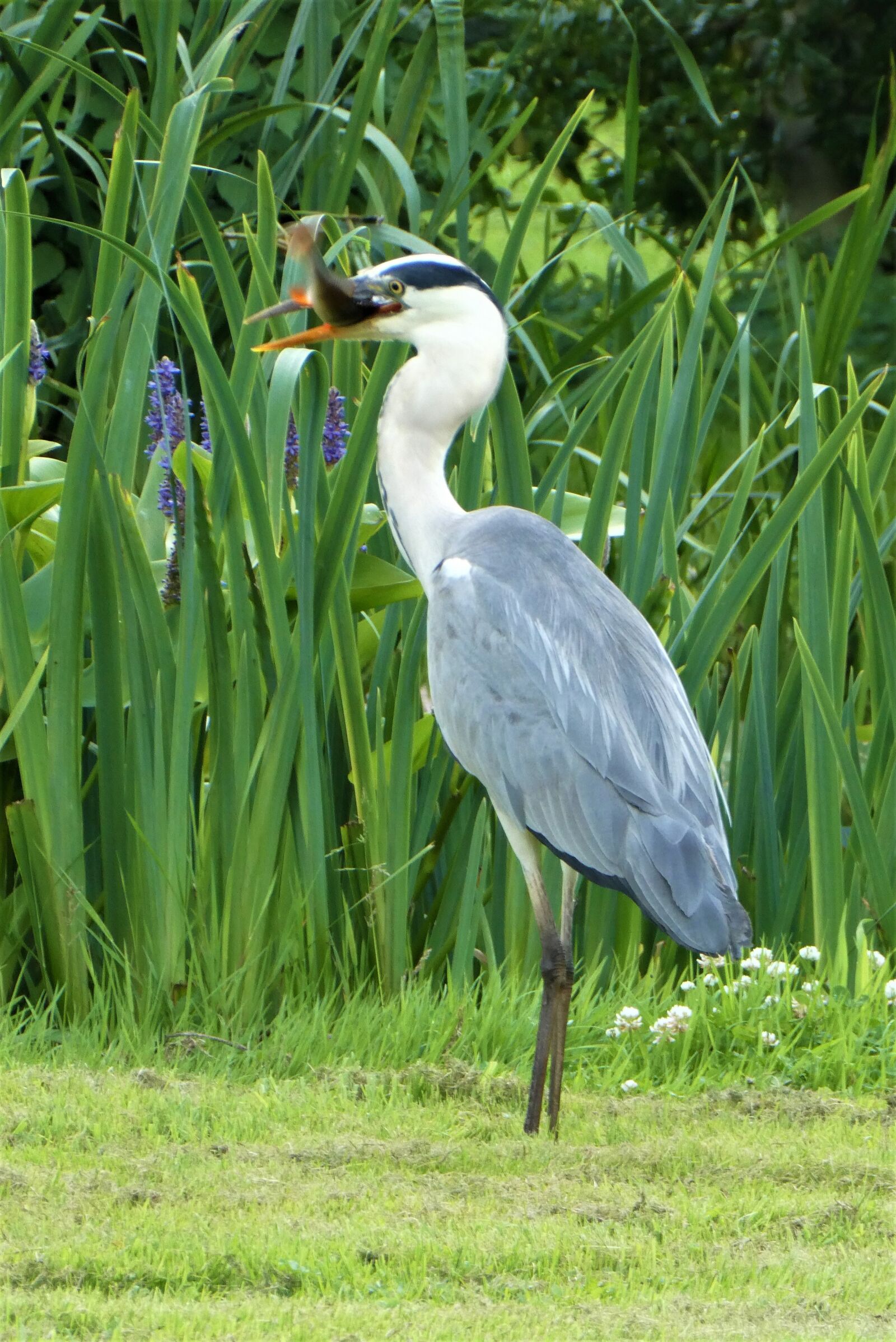 Panasonic Lumix DC-ZS70 (Lumix DC-TZ90) sample photo. Heron, grey heron, fish photography