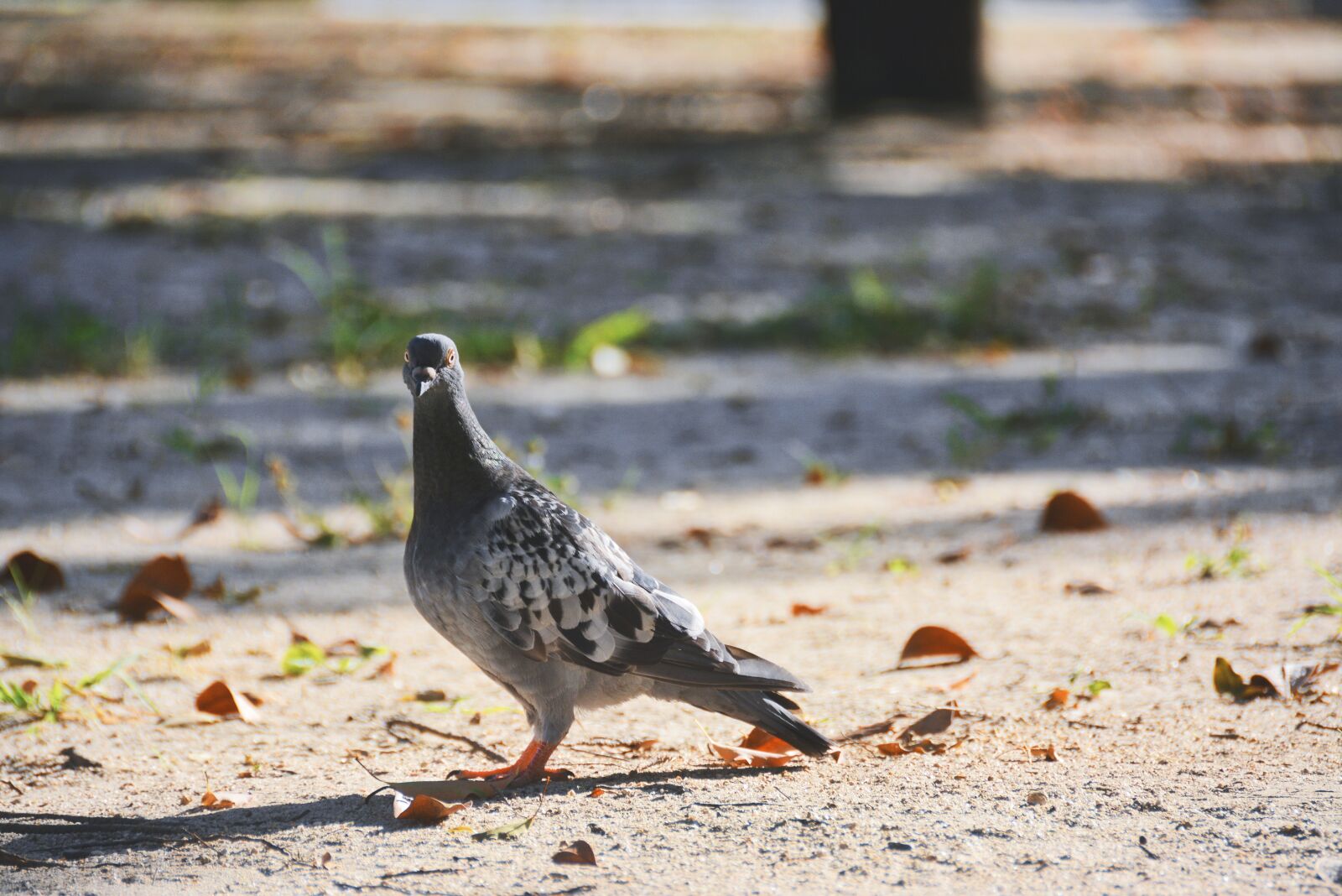 Nikon D7100 sample photo. Pigeon, bird, dove photography