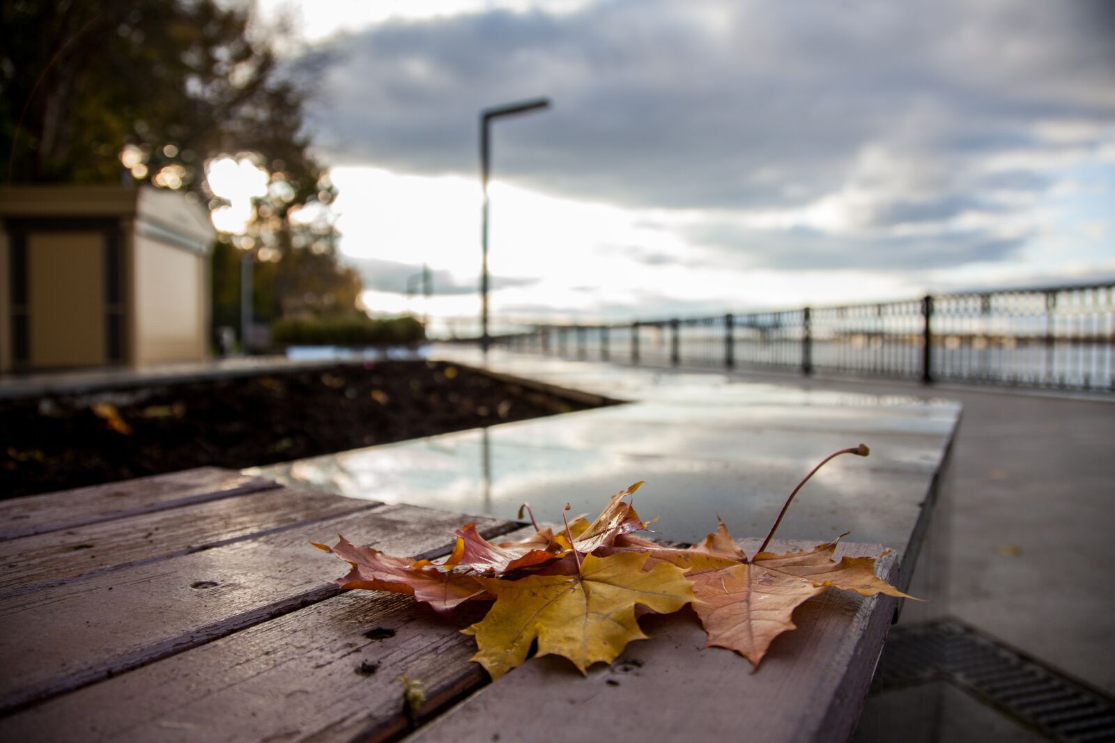 Canon EOS 5D Mark II sample photo. Autumn, leaves, maple photography