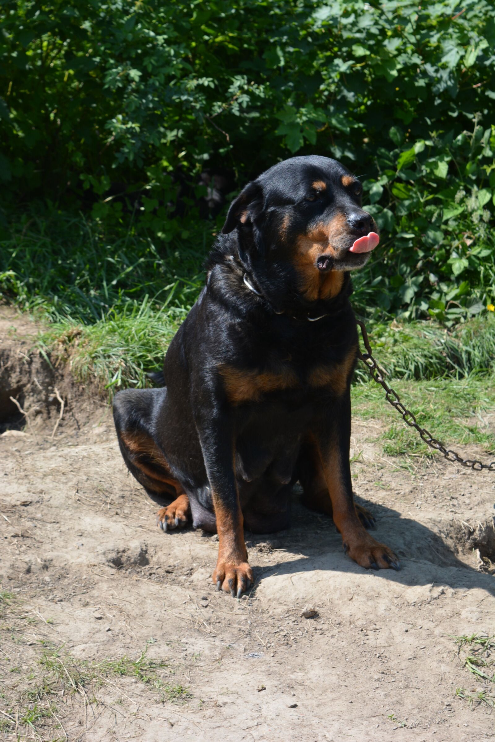 Nikon D5200 sample photo. Dog, fighting dog, peaceful photography
