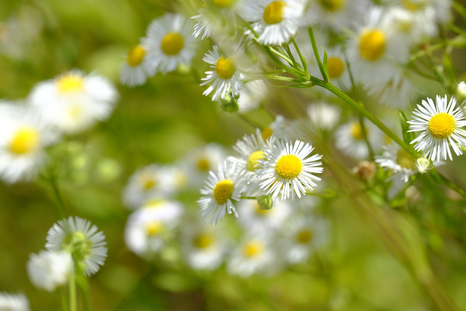 Fujifilm X-T2 + Fujifilm XF 80mm F2.8 R LM OIS WR Macro sample photo. Chamomile, medicinal plant, drug photography