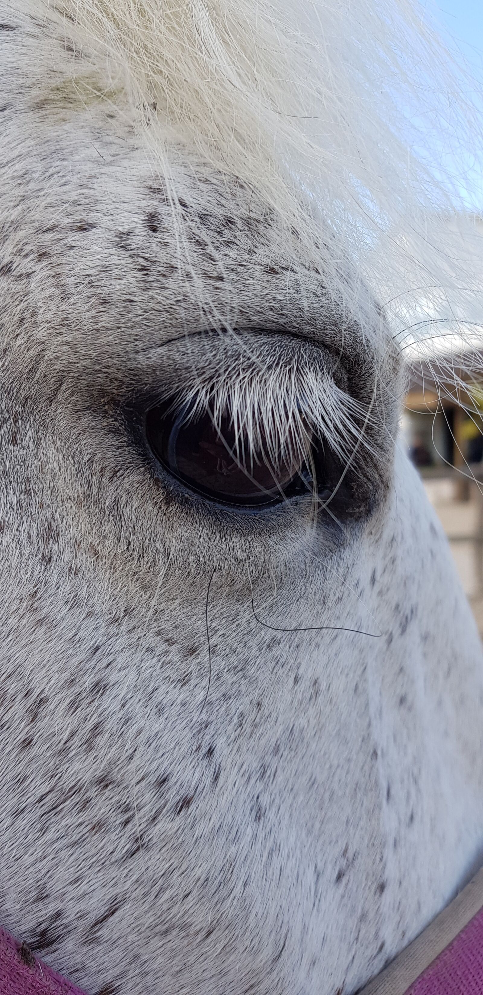 Samsung Galaxy S8 sample photo. Horse, eye, white photography