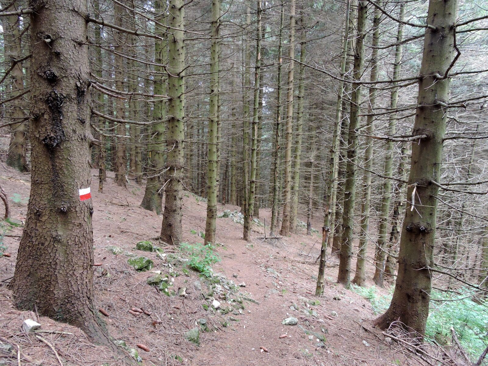 Nikon Coolpix P600 sample photo. Trail, forest, trees photography