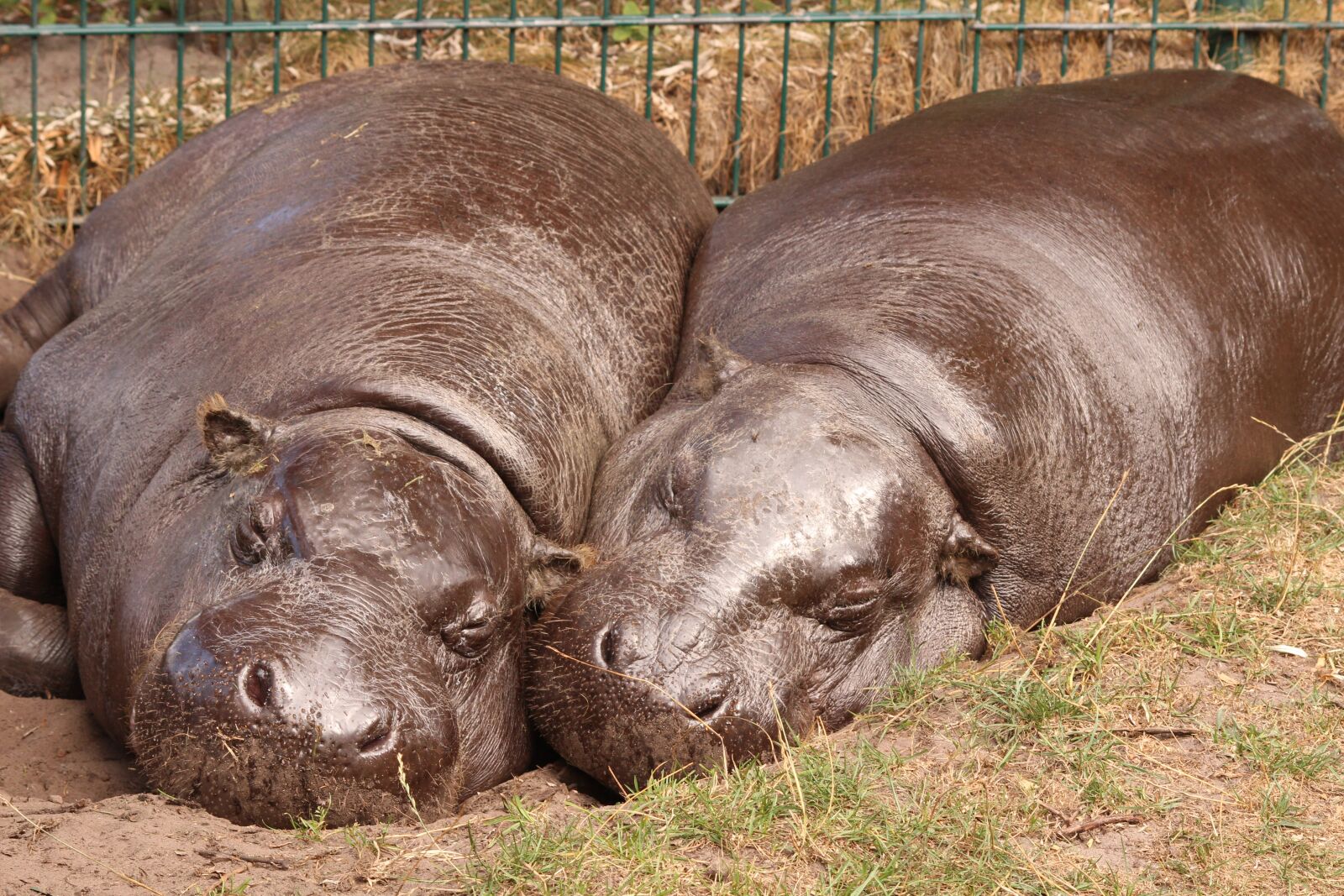 Canon EOS 600D (Rebel EOS T3i / EOS Kiss X5) sample photo. Hippo, zoo, hippopotamus photography
