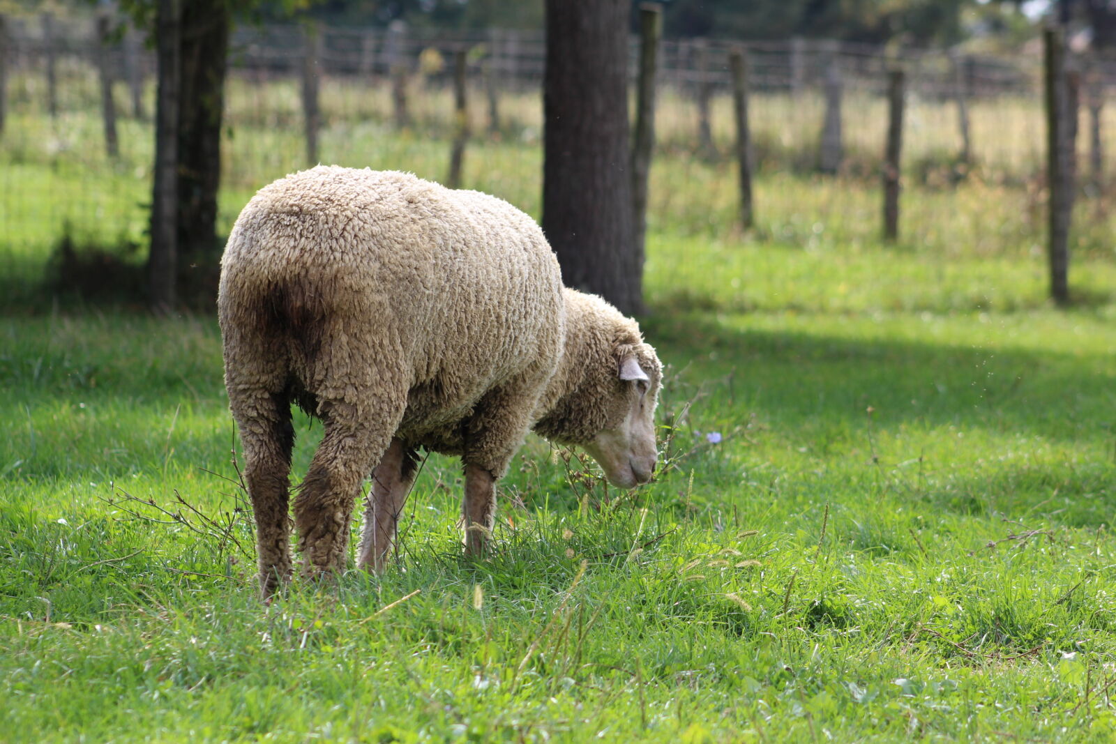 Canon EF 75-300mm f/4-5.6 sample photo. Barn, farm, sheep photography