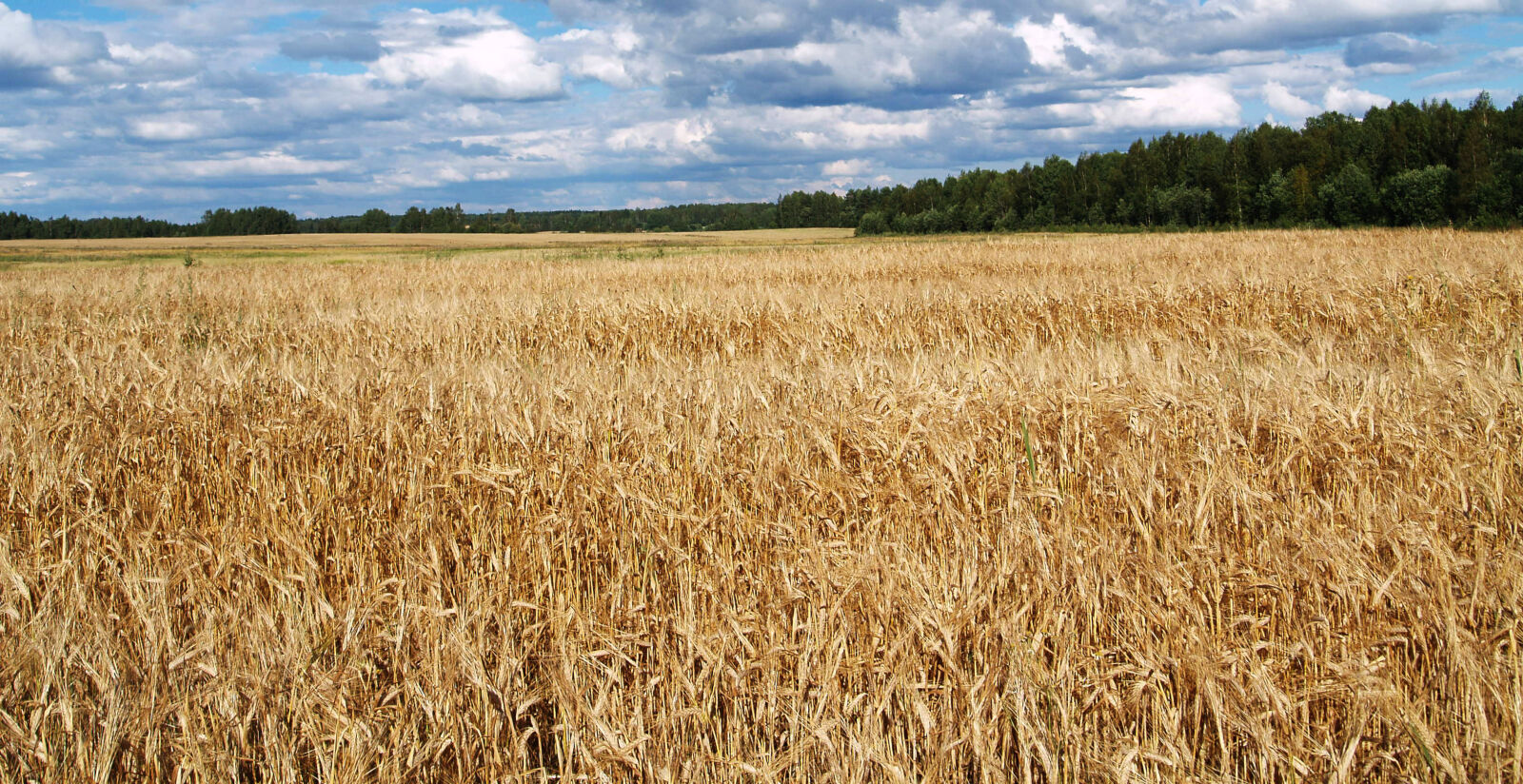 Olympus E-500 (EVOLT E-500) sample photo. Agriculture, barley, clouds, countryside photography