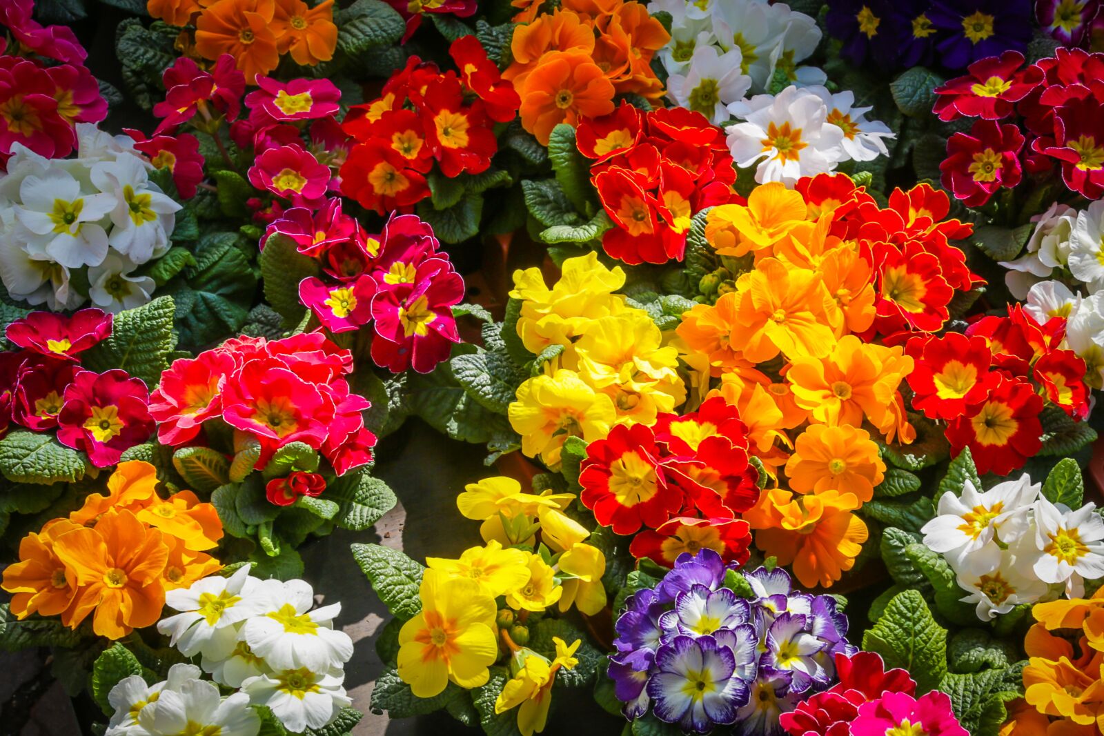 Canon EF 24-105mm F4L IS USM sample photo. Flower, primrose, primula photography