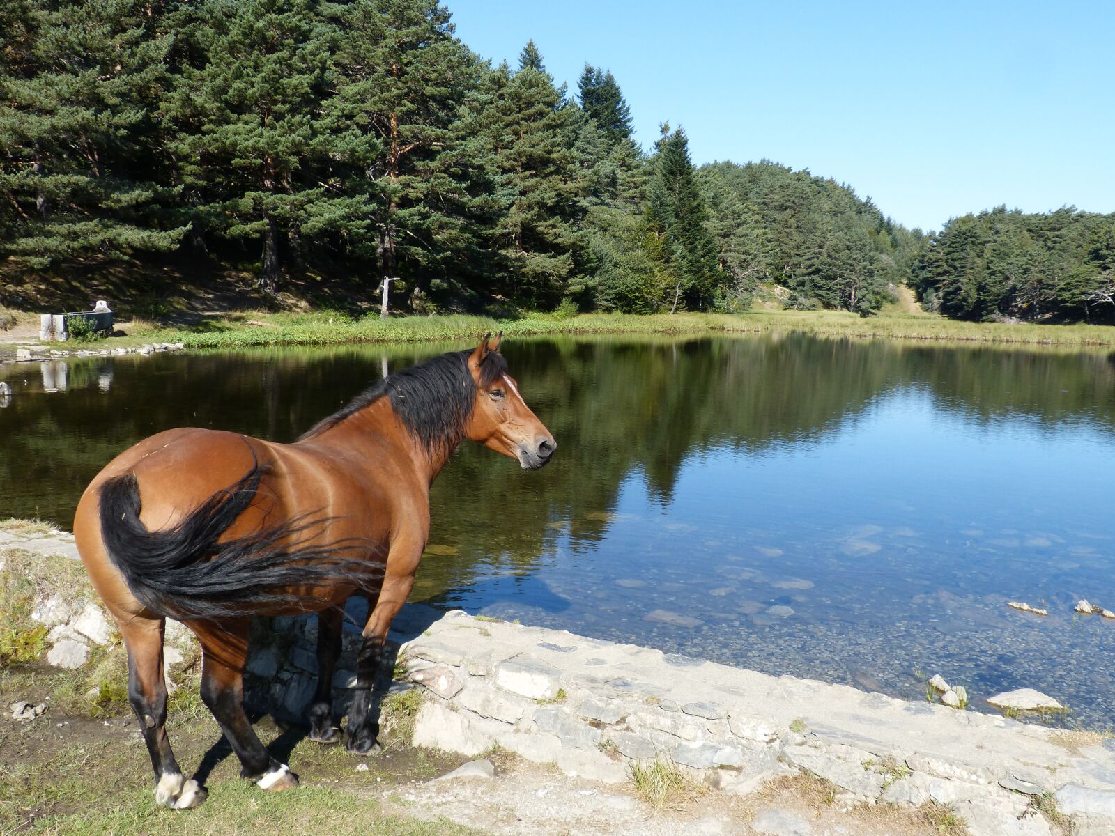 Panasonic DMC-FZ62 sample photo. Horse, bassa d'oles, val photography