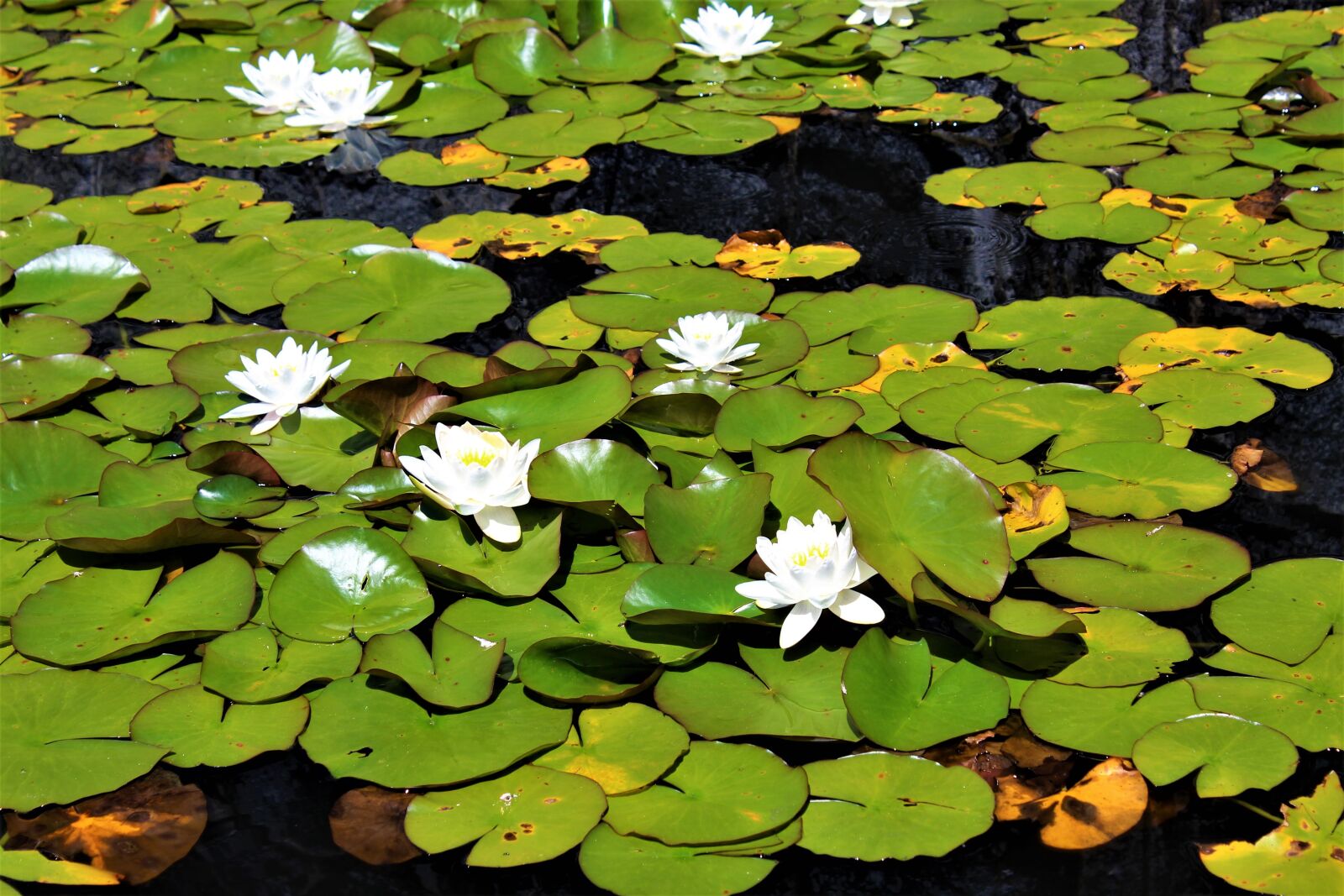 Canon EOS 1300D (EOS Rebel T6 / EOS Kiss X80) sample photo. Lilies, water, pond photography