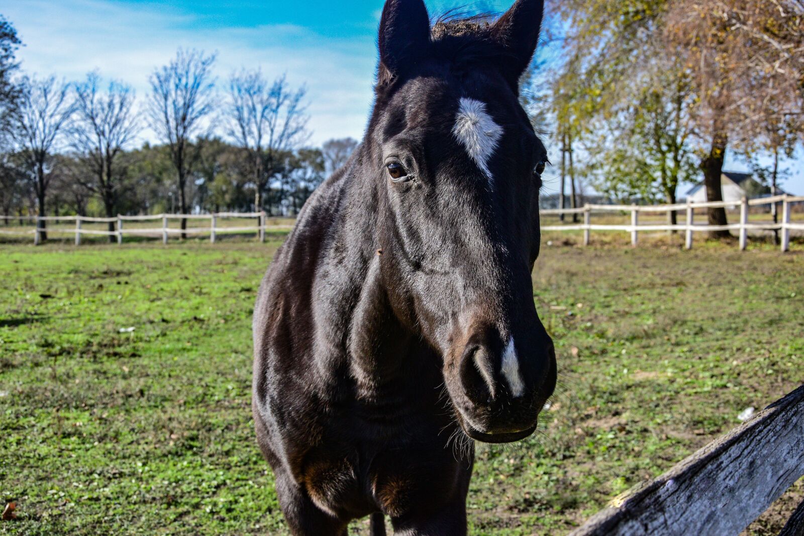 Nikon D3300 sample photo. Horse, nature, animal photography
