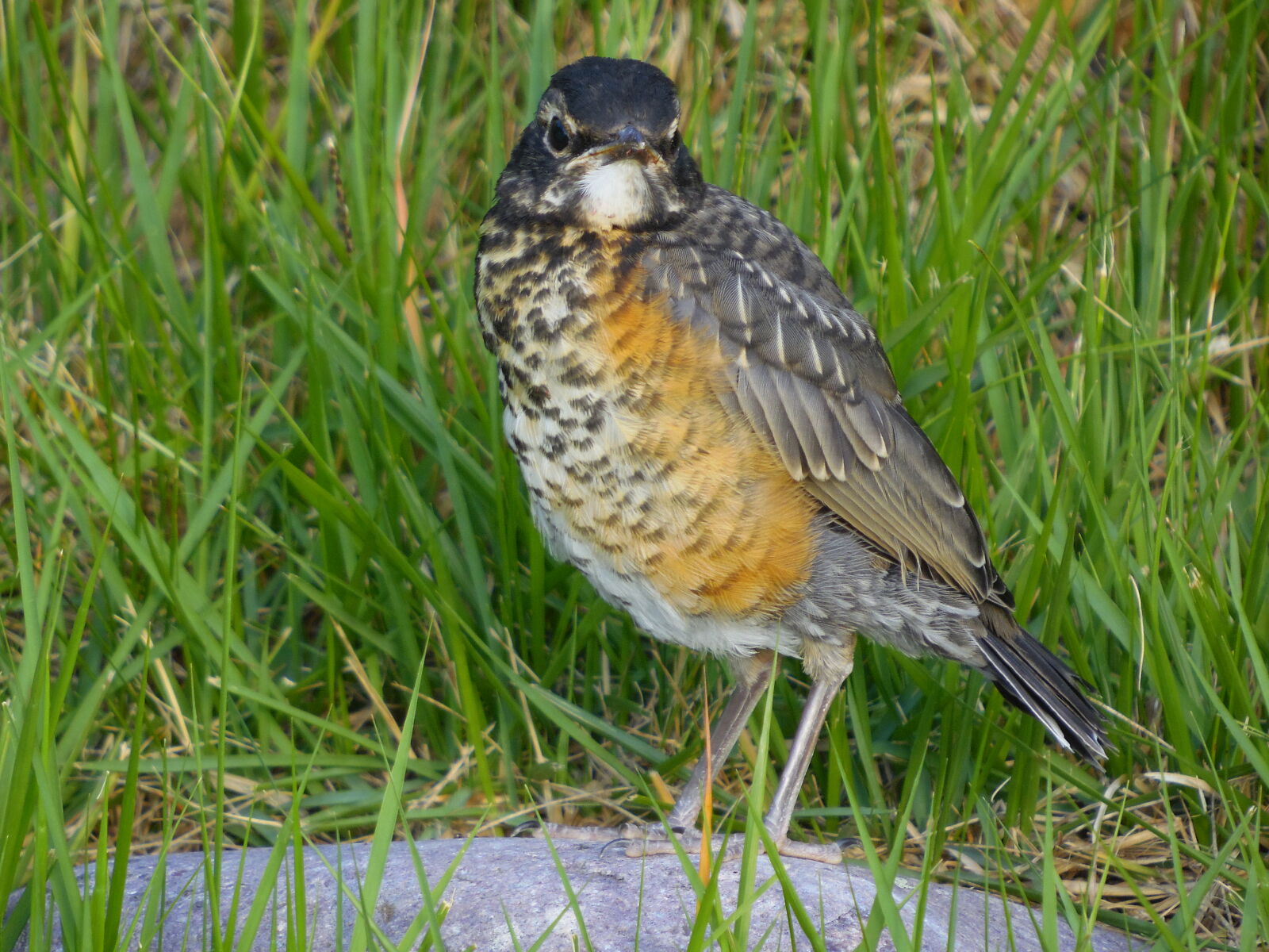 Samsung WB2200F sample photo. Baby, robin, bird, wild photography