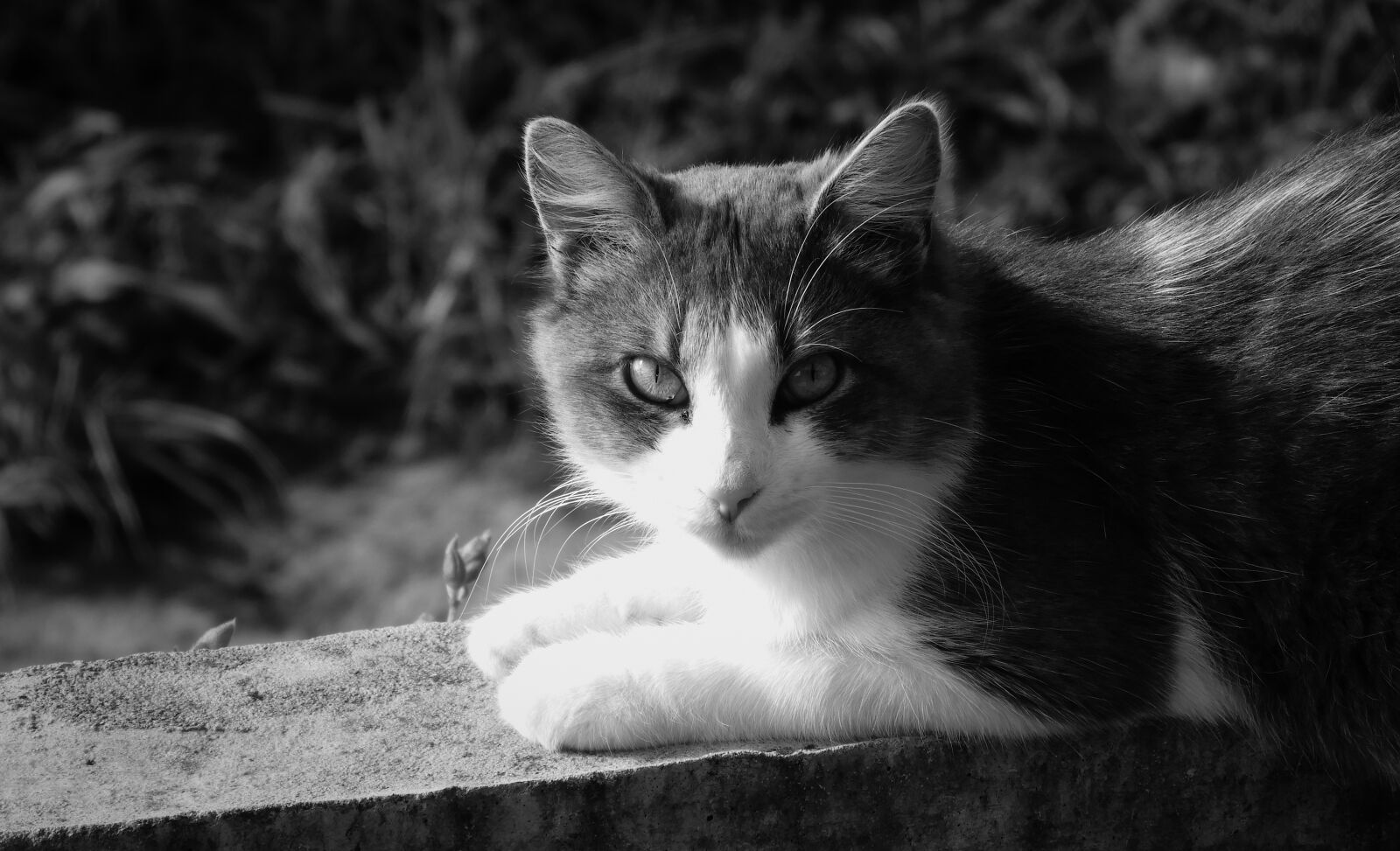 Nikon Coolpix B700 sample photo. Animal, cat, feline photography