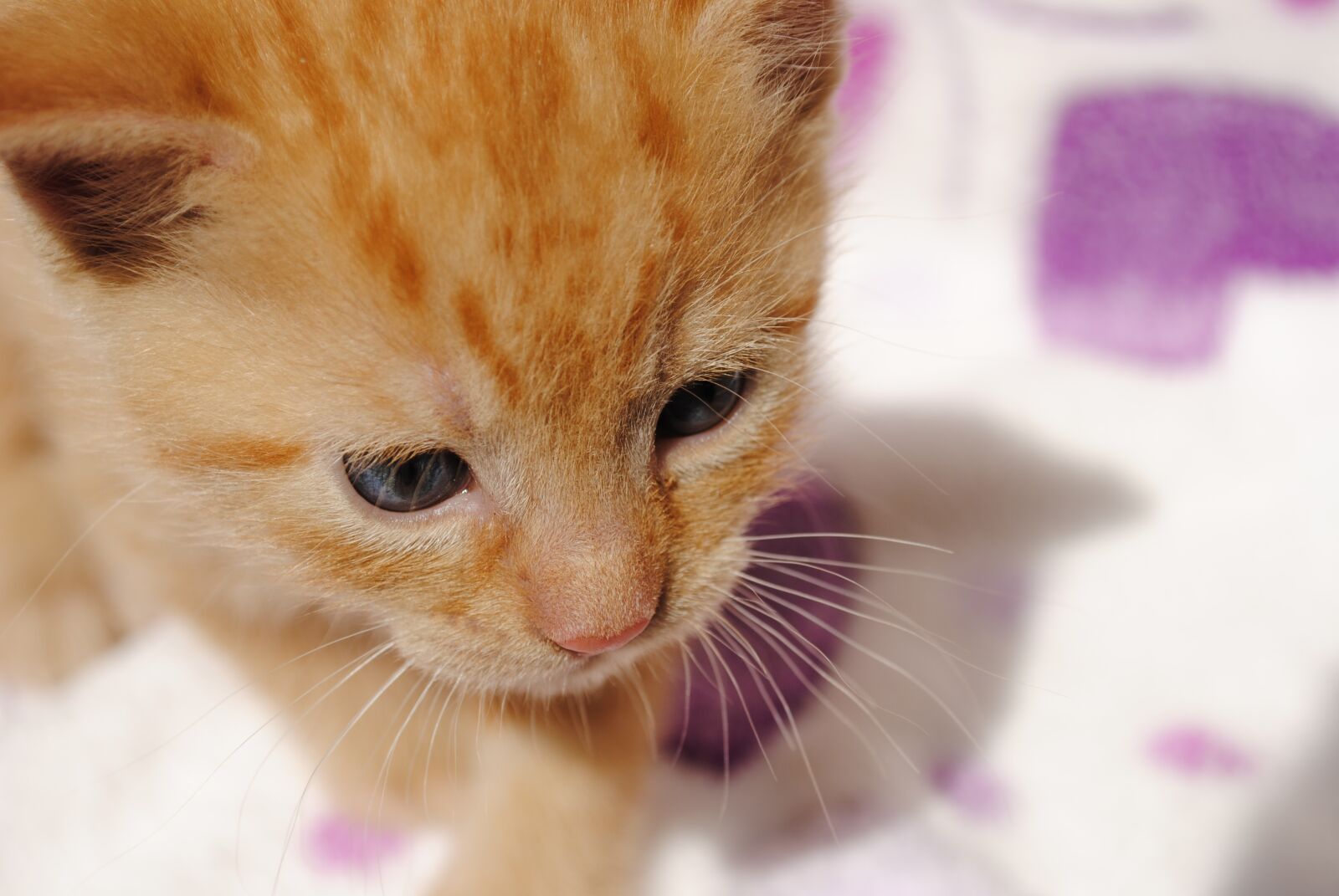Nikon D3000 sample photo. Kitten, cat, animal photography