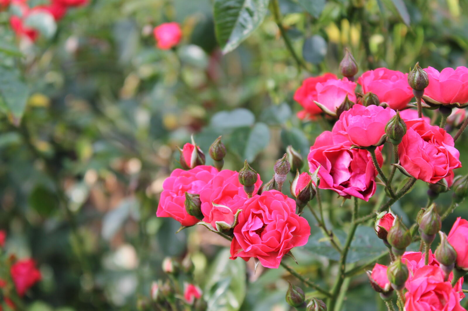 Canon EOS 1100D (EOS Rebel T3 / EOS Kiss X50) sample photo. Beautiful, flowers, beauty, buds photography