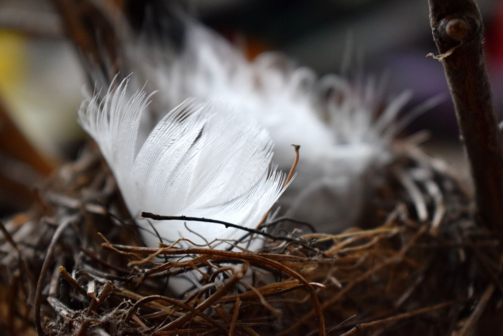 Nikon D3300 sample photo. Feathers, feather, the nest photography
