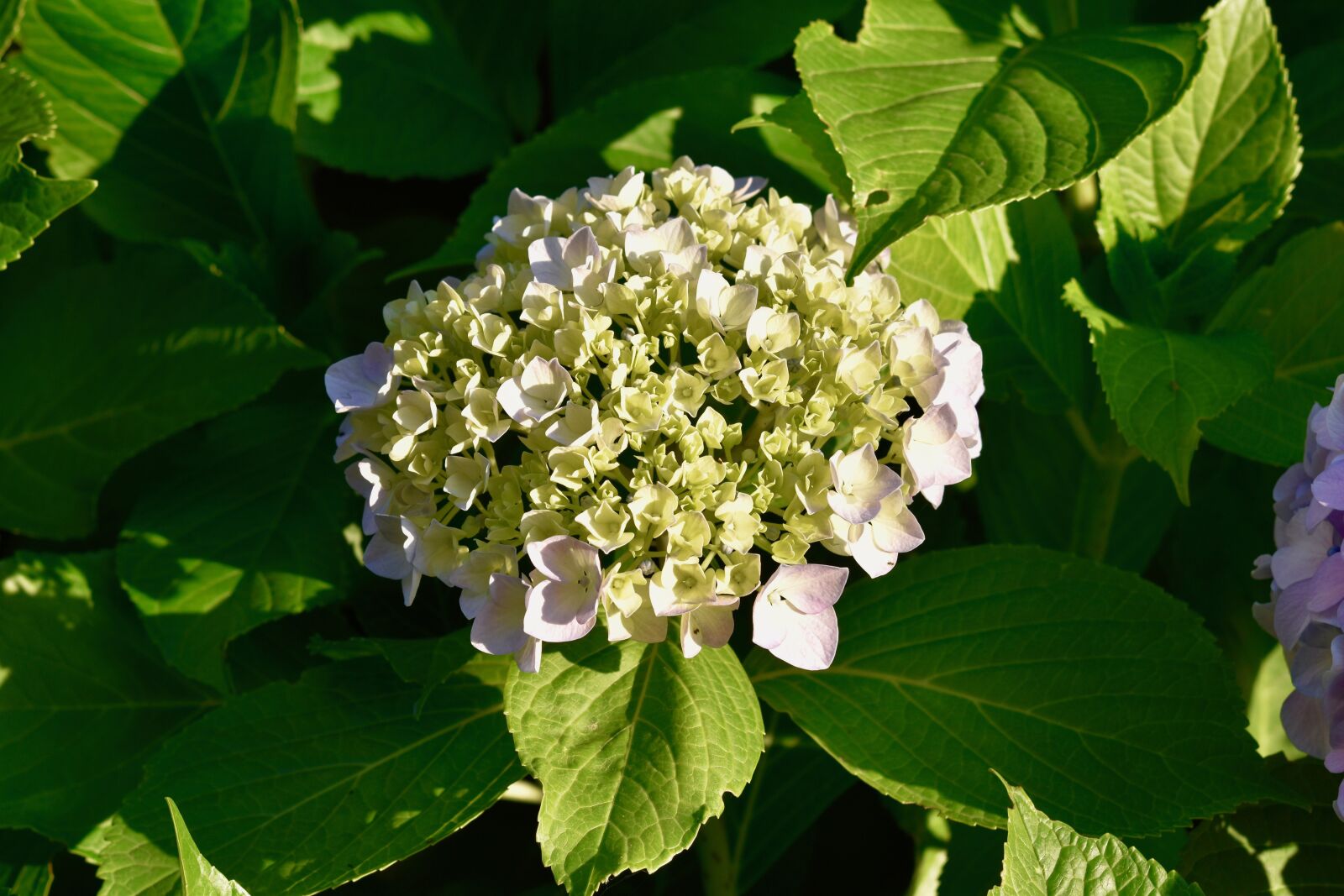 Nikon D5600 sample photo. Flower, flower hydrangea, plant photography