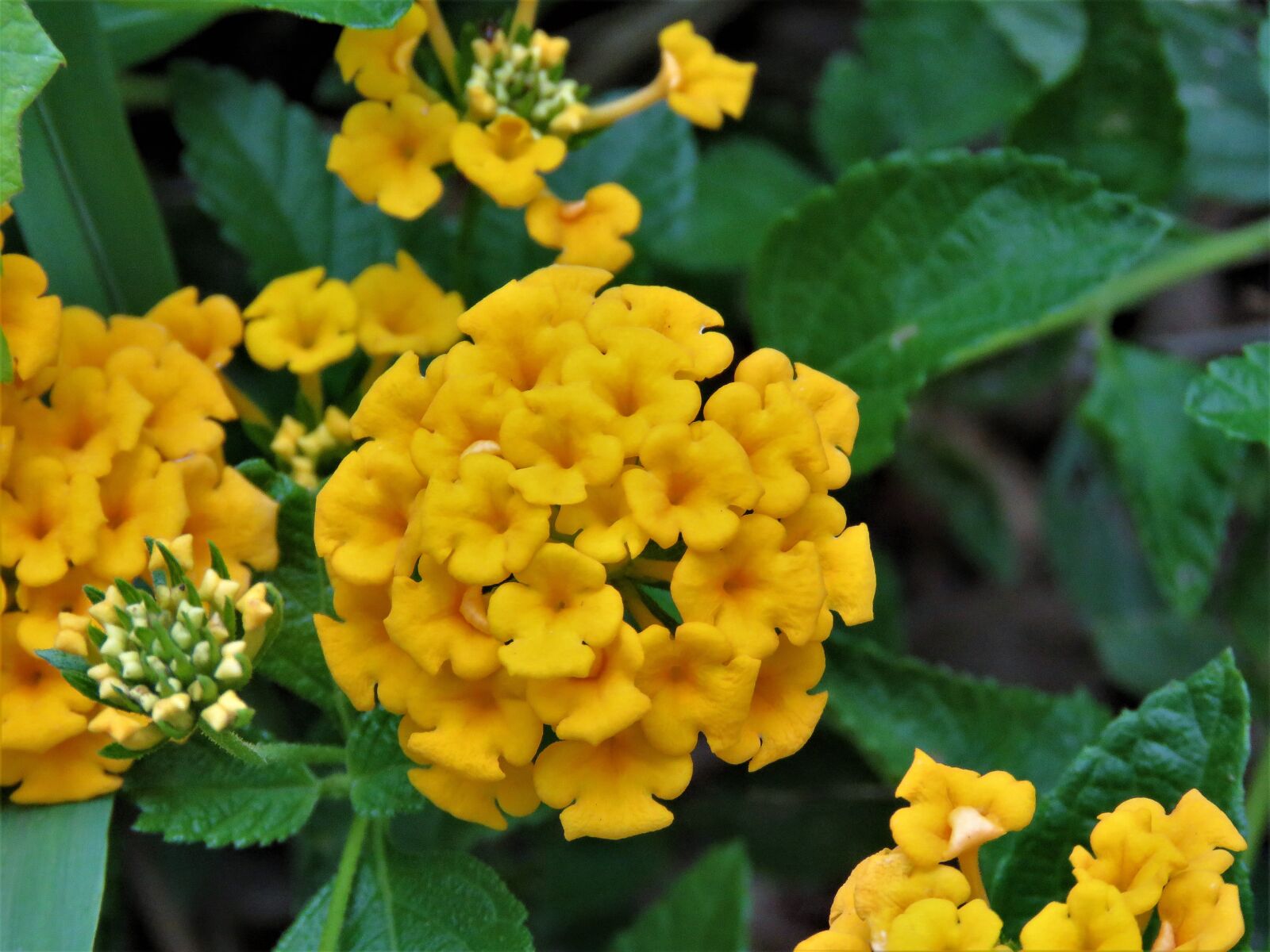 Canon PowerShot SX60 HS sample photo. Flower, tiny, yellow photography