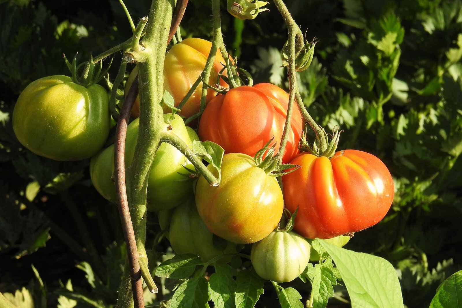 Nikon Coolpix P900 sample photo. Tomatoes, bush, vegetables photography