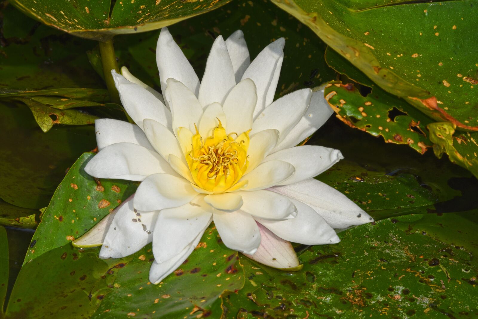 Nikon D750 sample photo. Water lily, aquatic herb photography