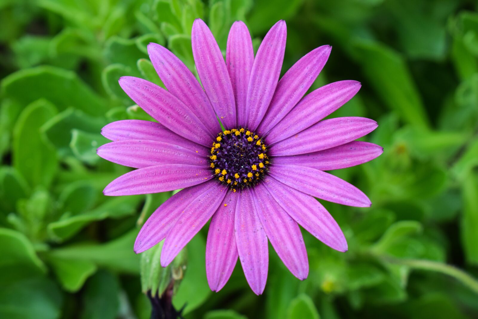 Nikon D3300 sample photo. African daisy, osteospermum, garden photography