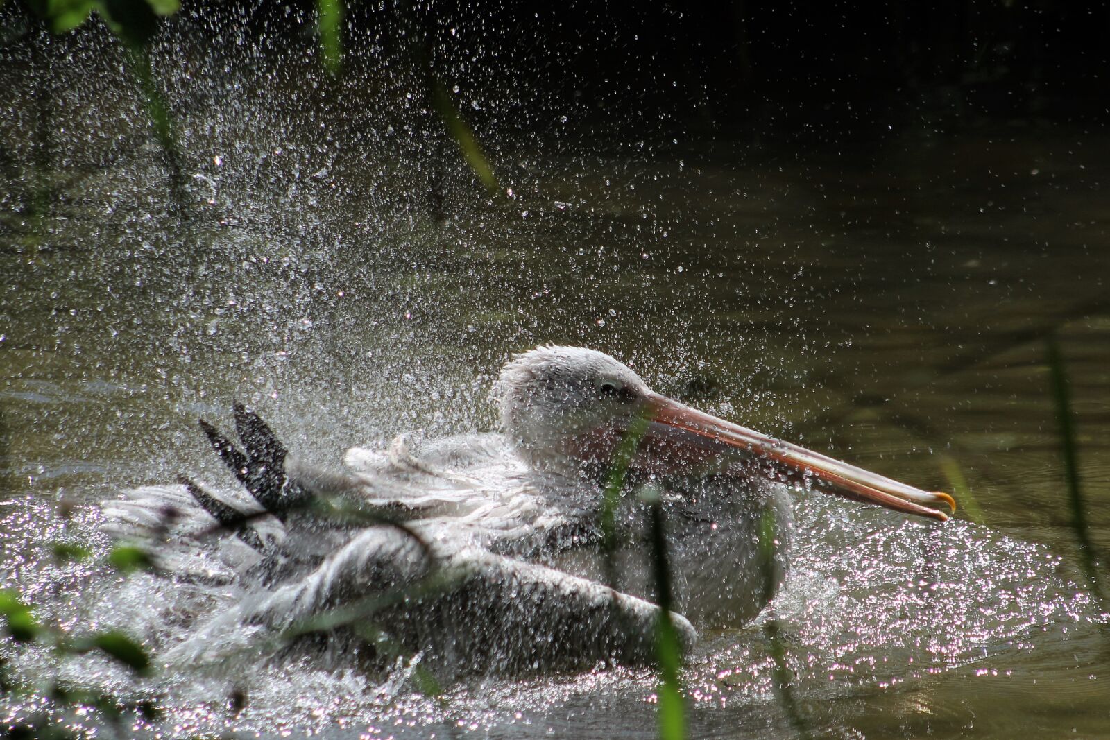Canon EF75-300mm f/4-5.6 sample photo. Water, nature, bird photography