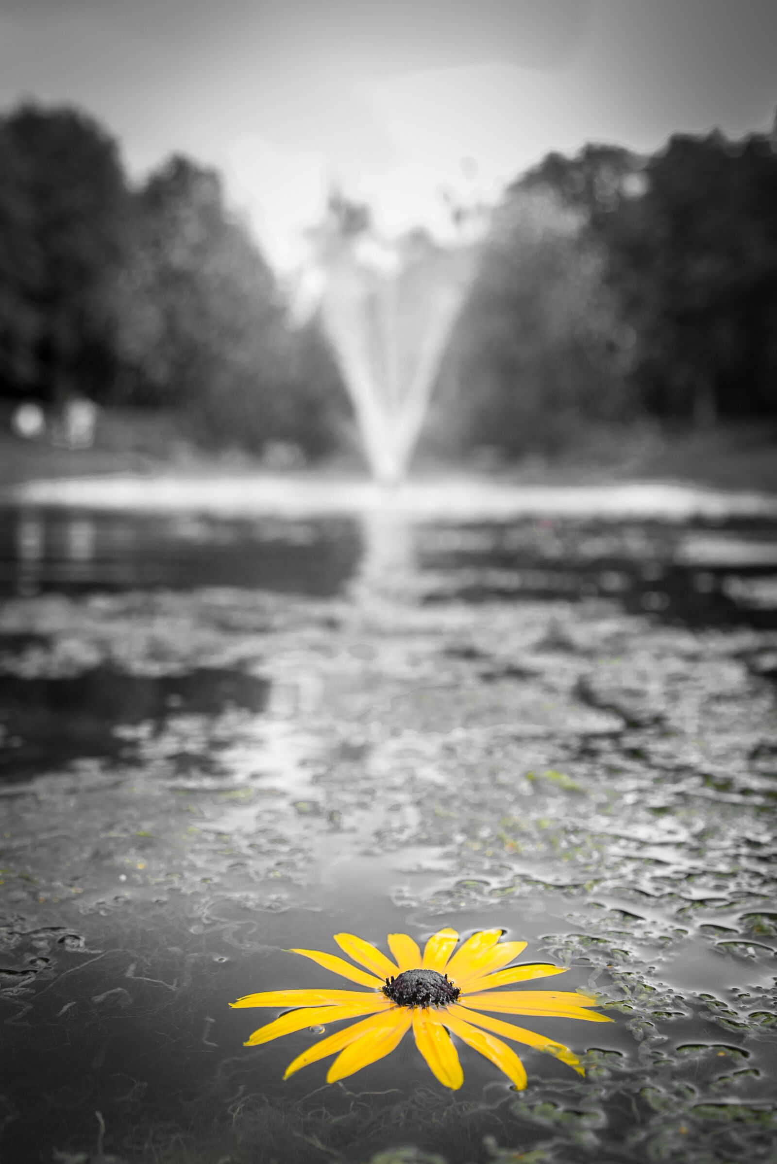 Nikon D600 sample photo. Yellow, flower, fountain photography