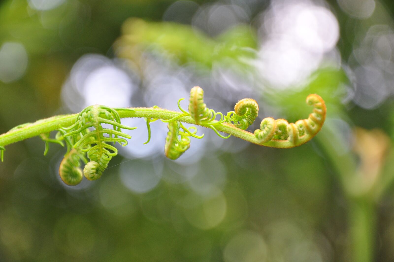 Nikon D90 sample photo. Azores, nature, forest photography