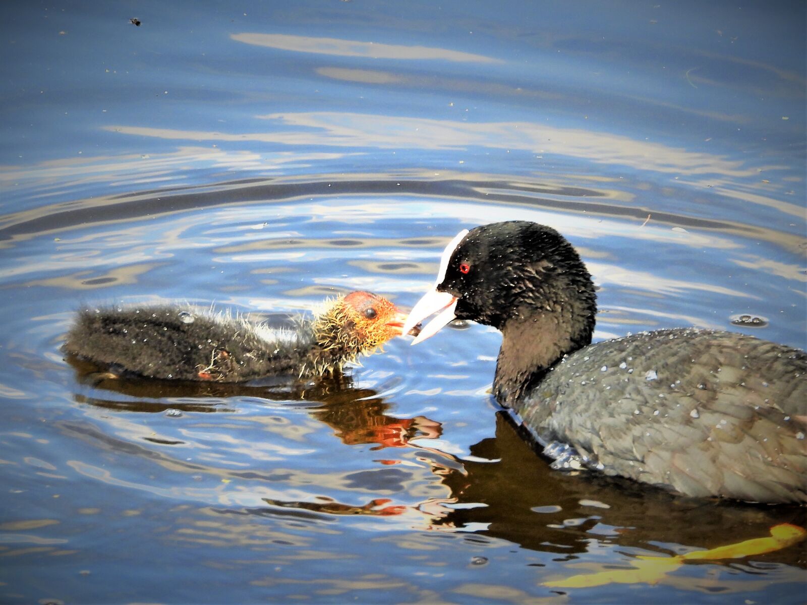 Nikon Coolpix P1000 sample photo. Coot, waterfowl, water birds photography